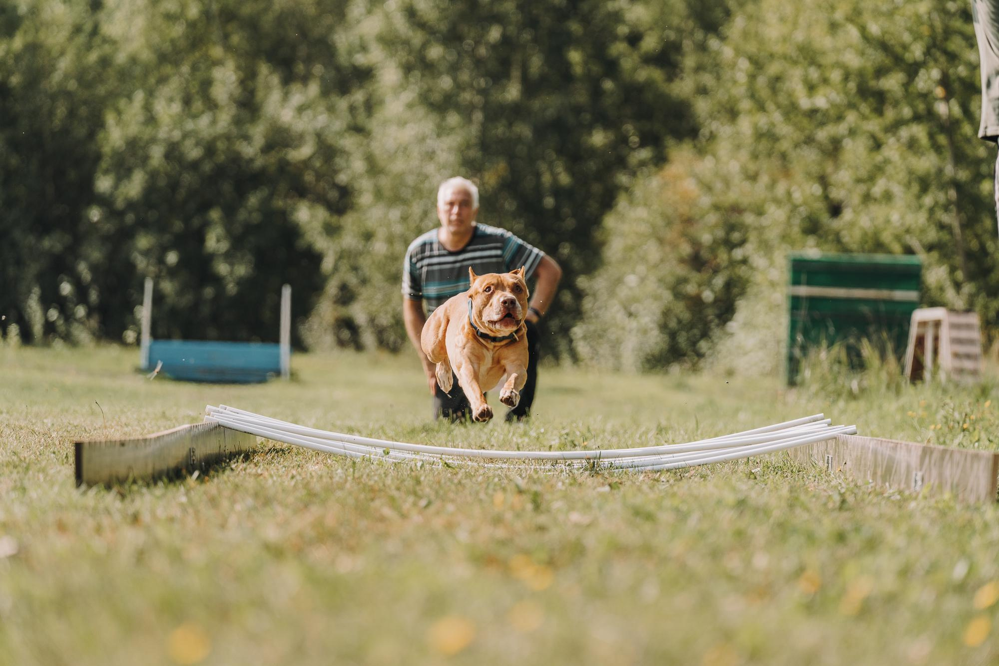 День пита и стаффа. Фотограф анималист Осипчикова Мария
