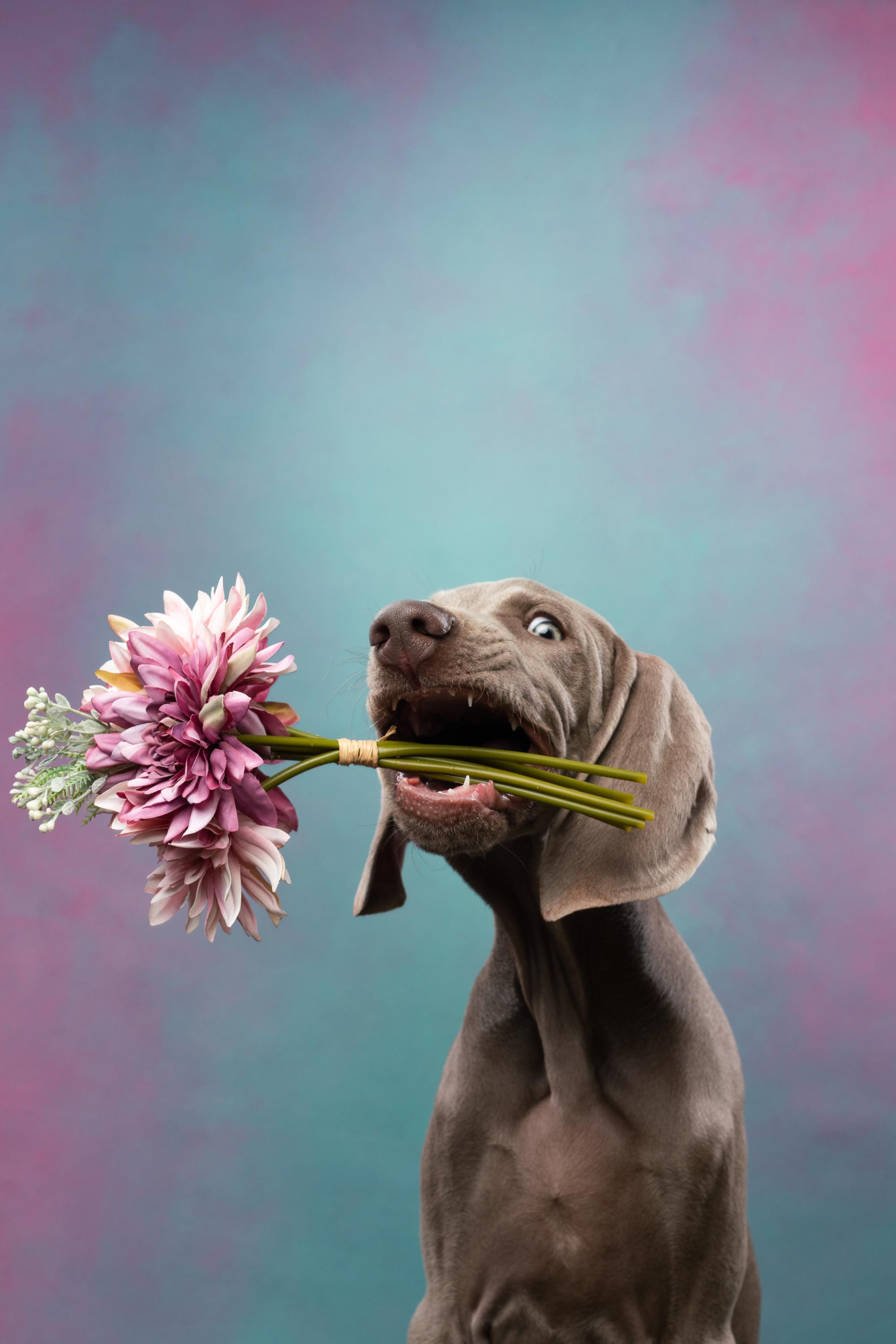 Веймаранер Эспен. Фотограф анималист Осипчикова Мария