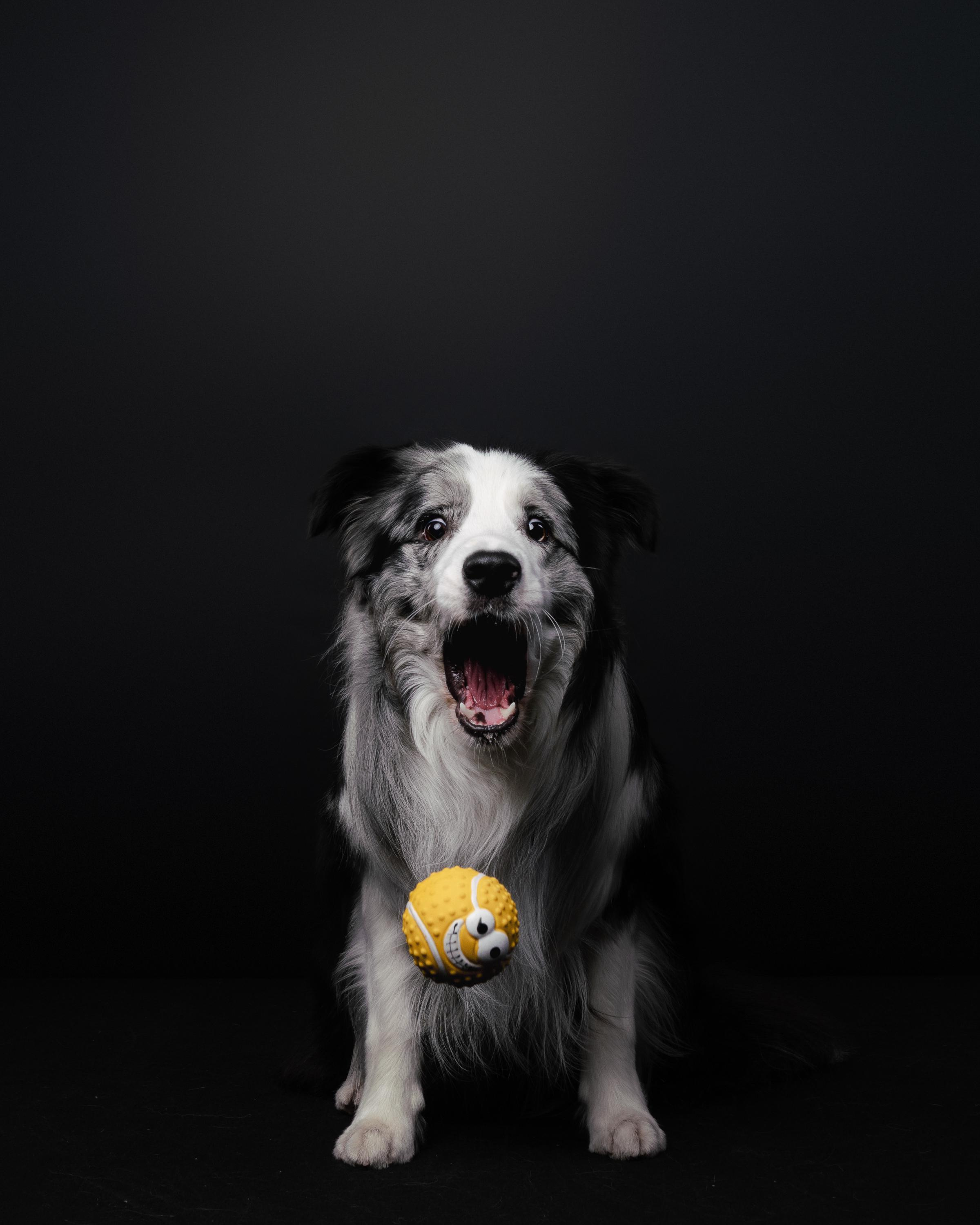 Аня и Гуччи. Фотограф анималист Осипчикова Мария