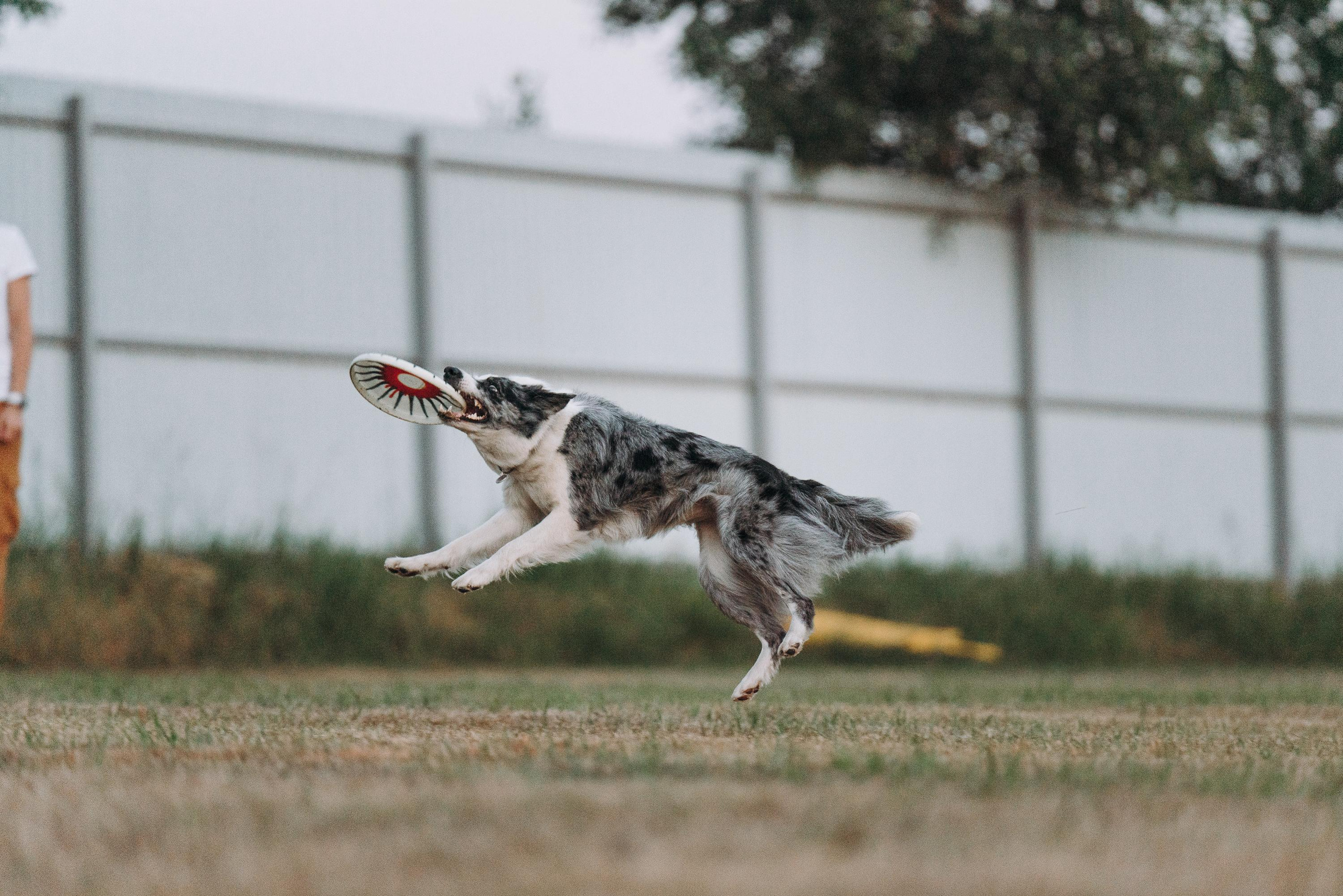 Фрисби игры UpDog. Фотограф анималист Осипчикова Мария