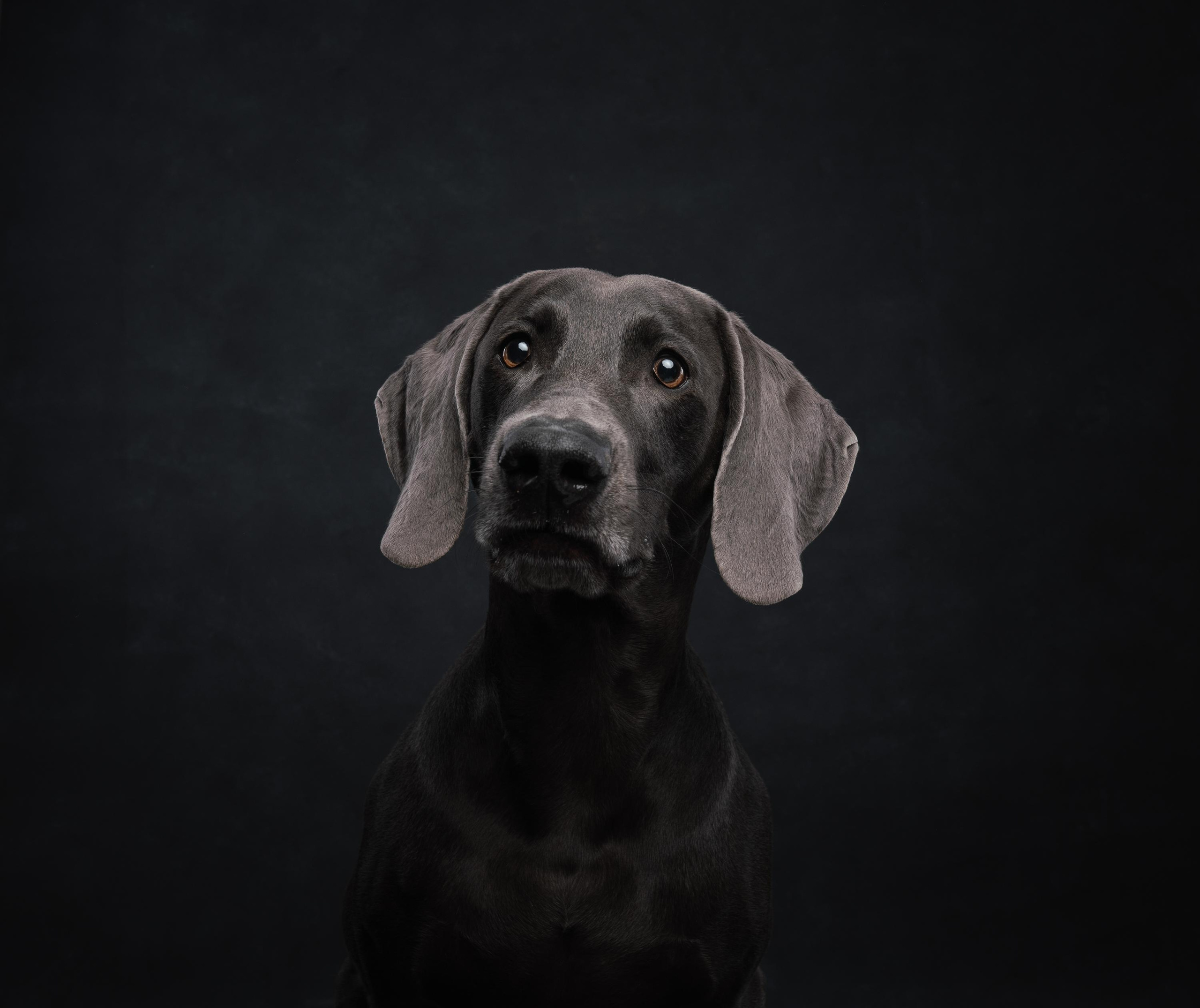 Веймаранер Рон. Фотограф анималист Осипчикова Мария