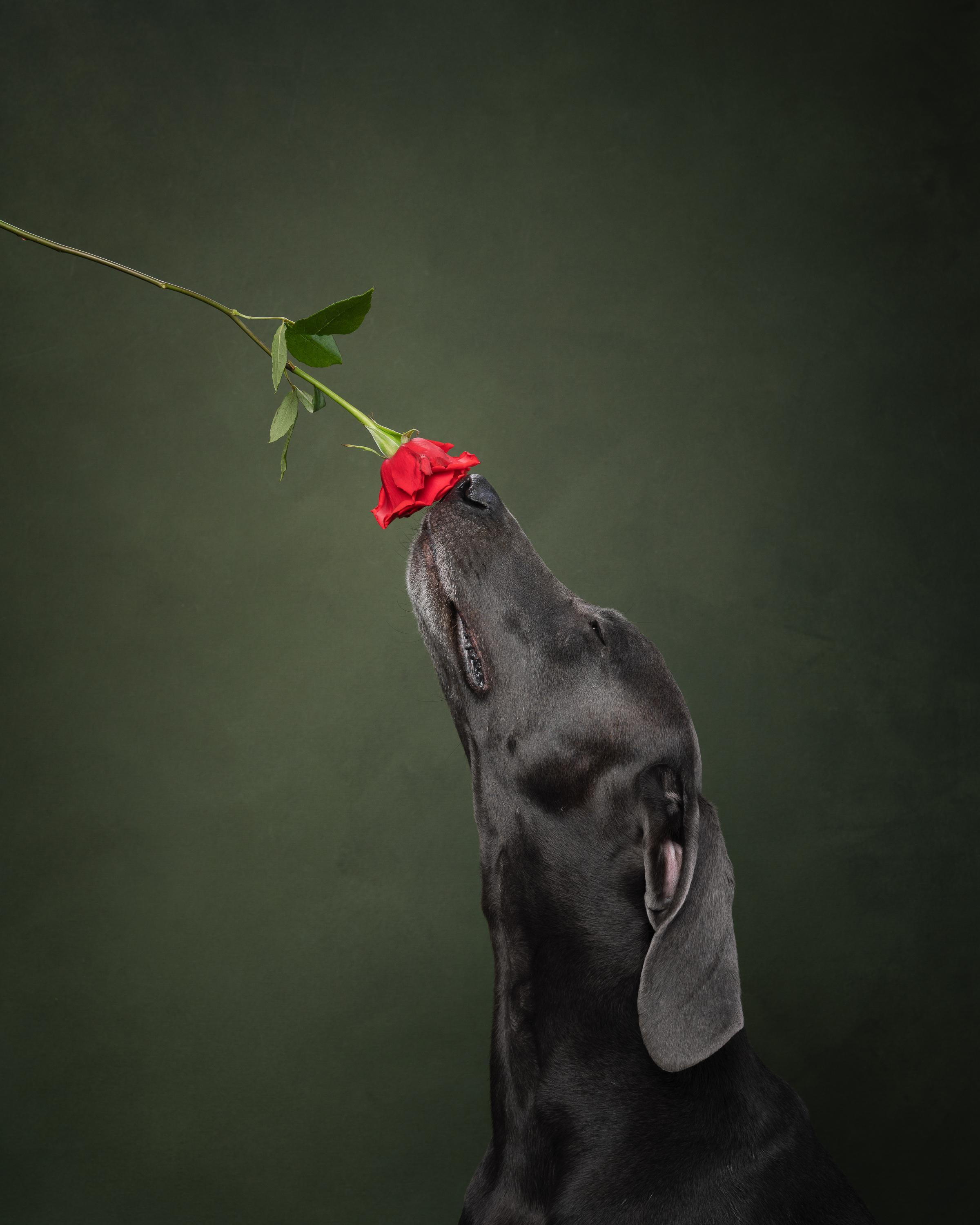 Веймаранер Рон. Фотограф анималист Осипчикова Мария