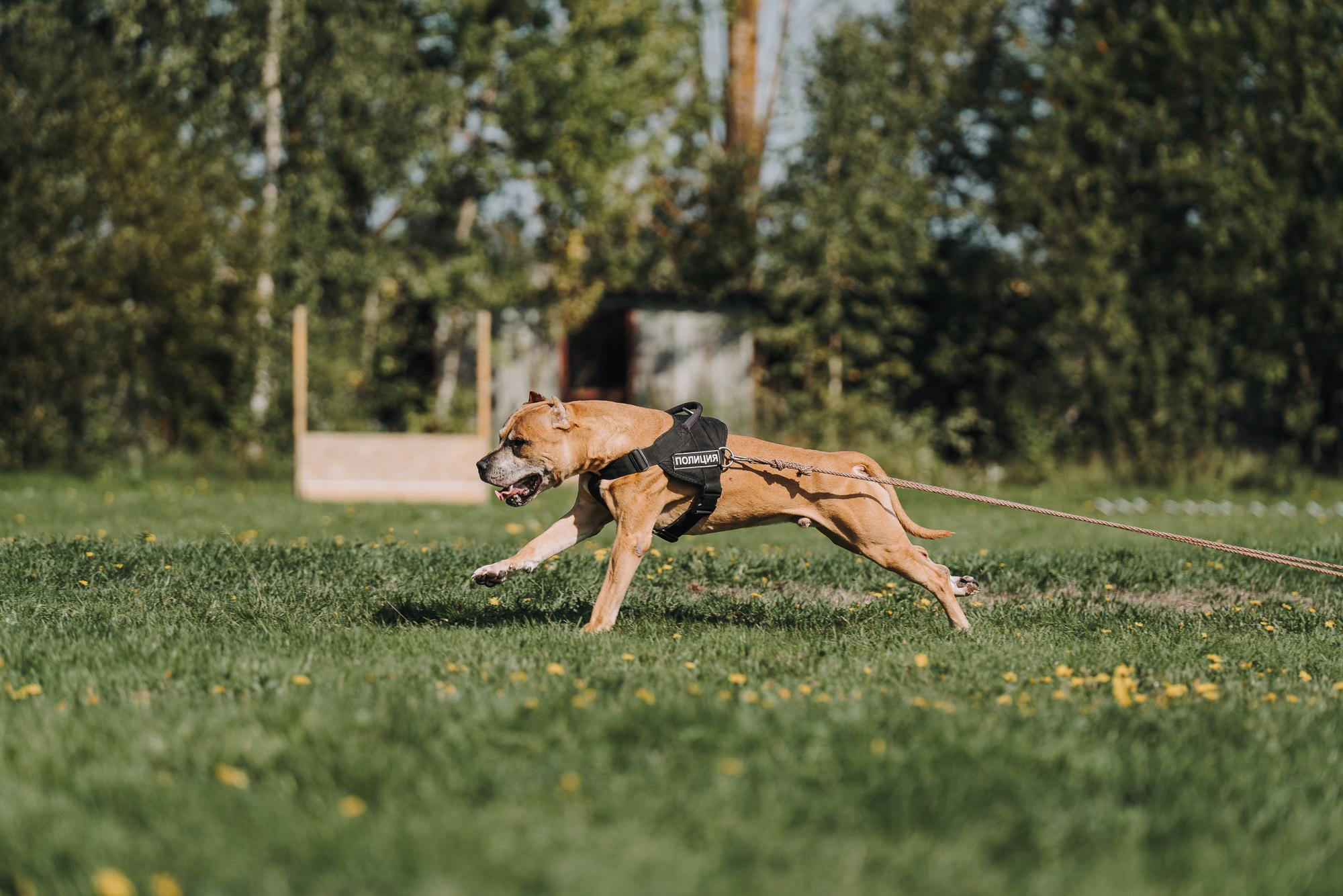 День пита и стаффа. Фотограф анималист Осипчикова Мария