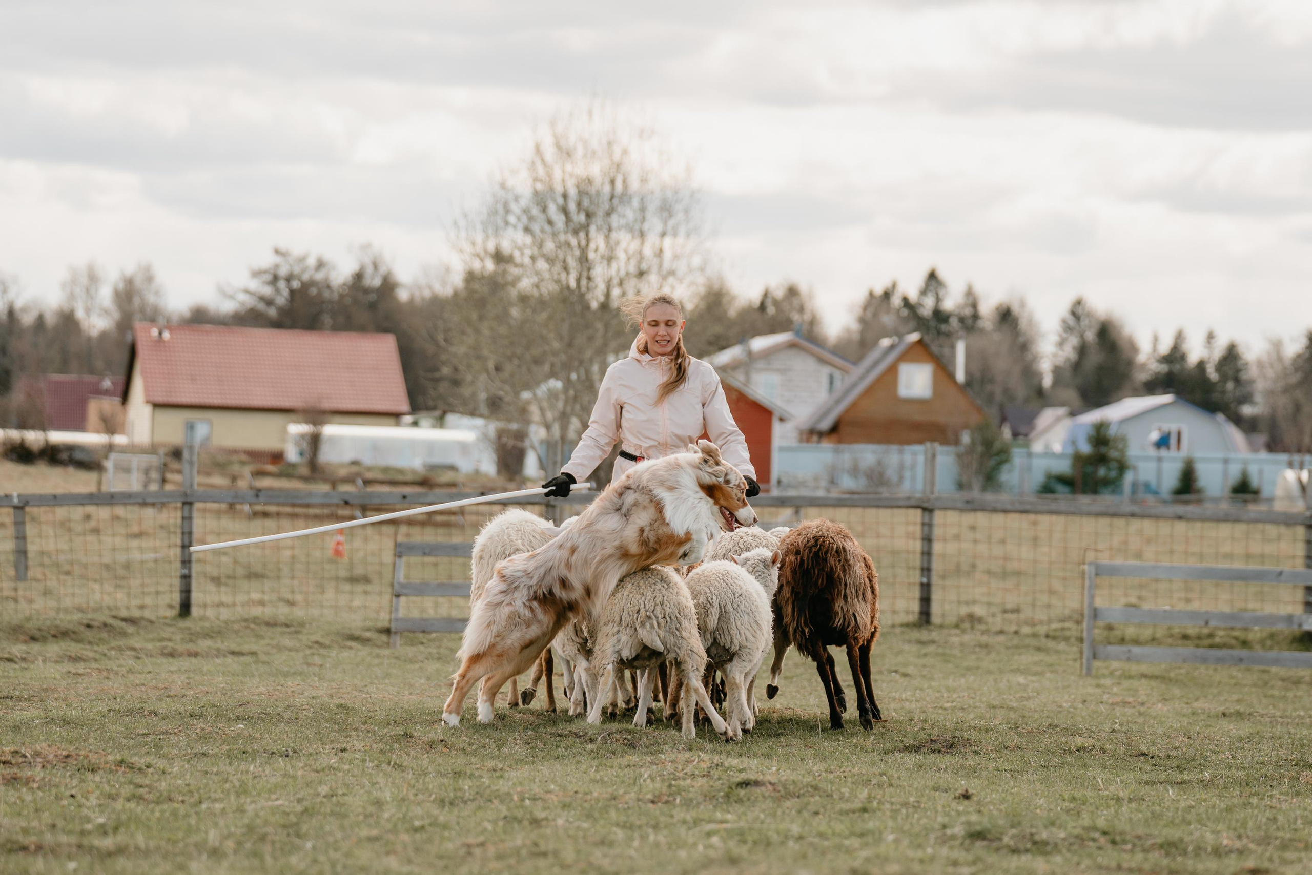 Пастушья служба. Фотограф анималист Осипчикова Мария