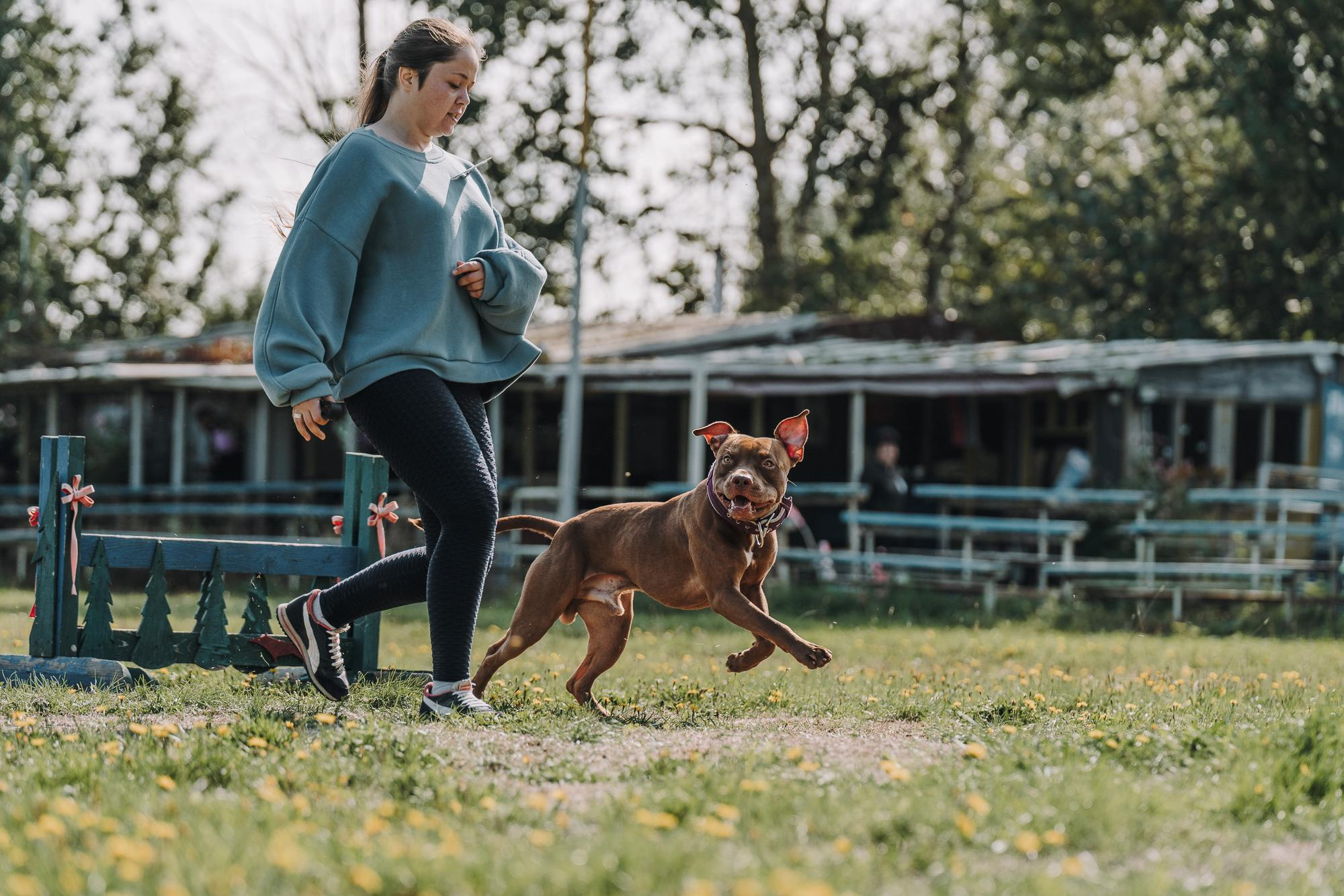 День пита и стаффа. Фотограф анималист Осипчикова Мария