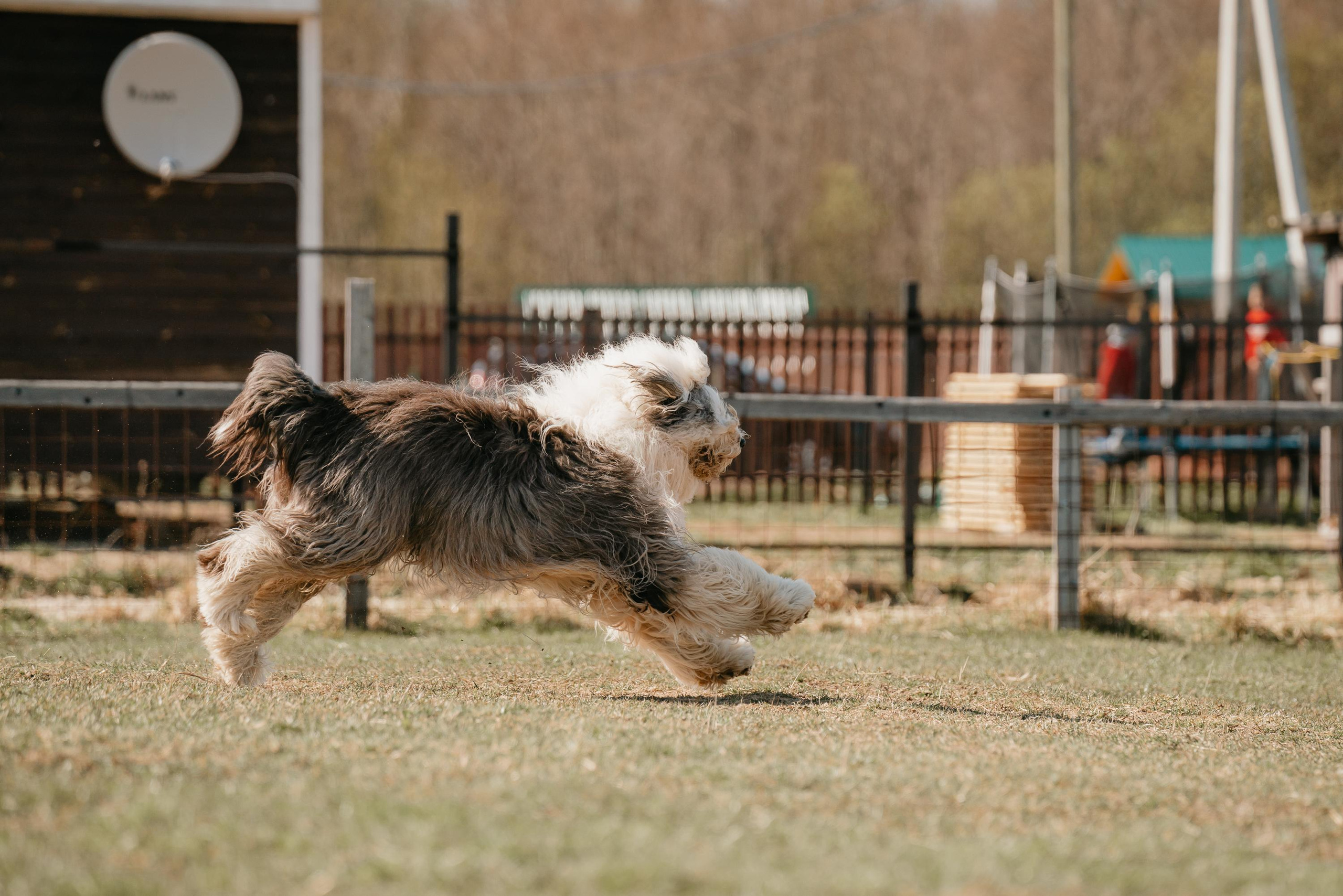 Пастушья служба. Фотограф анималист Осипчикова Мария
