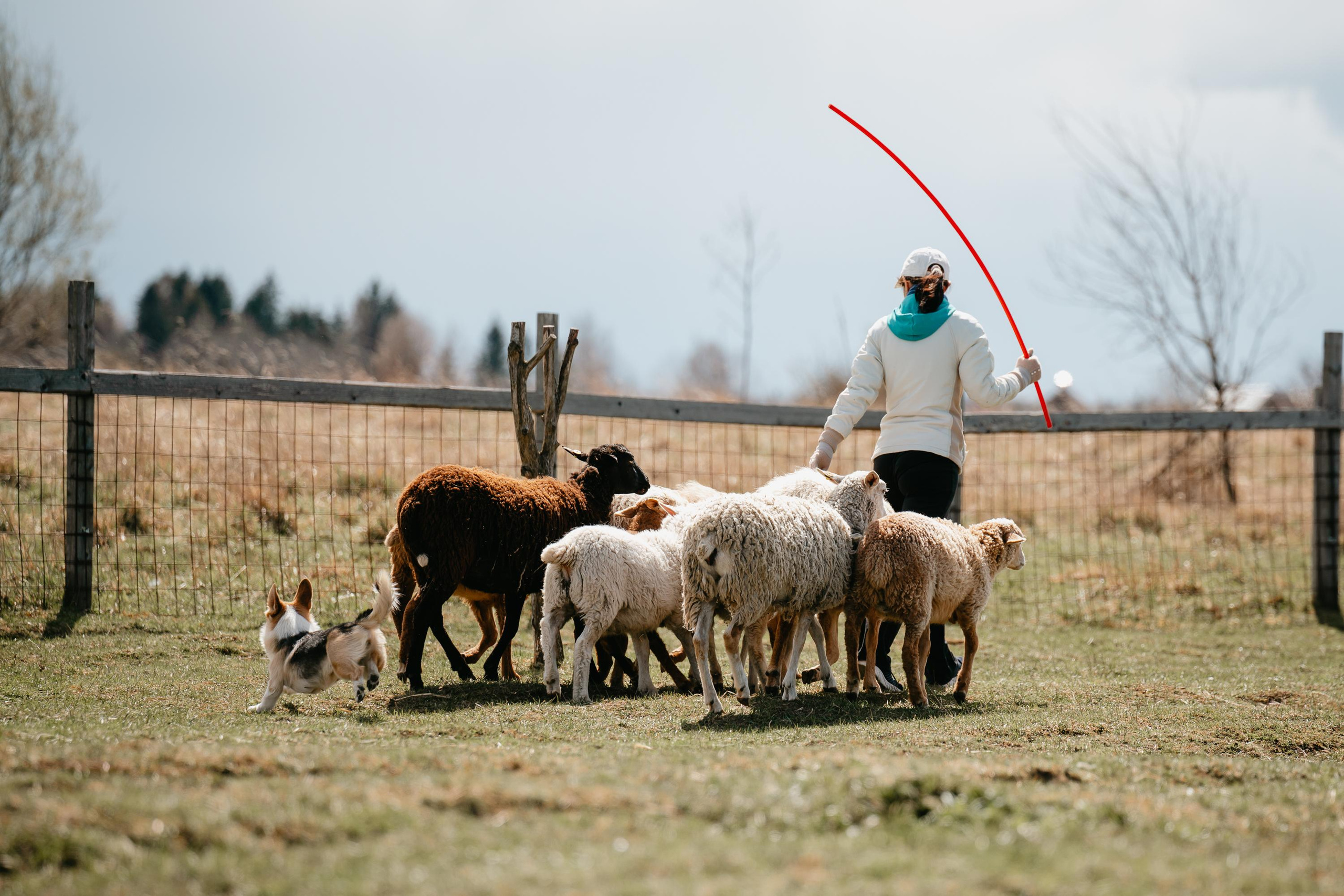 Пастушья служба. Фотограф анималист Осипчикова Мария
