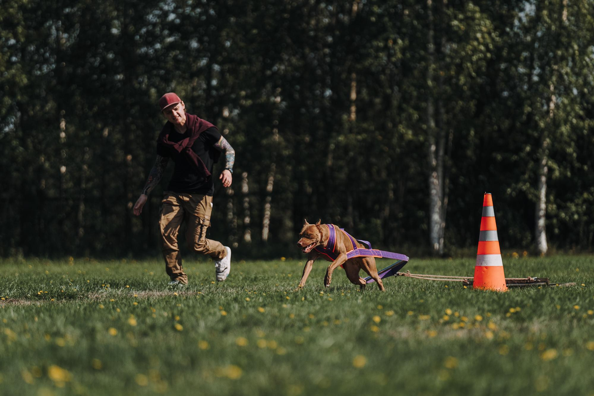 День пита и стаффа. Фотограф анималист Осипчикова Мария