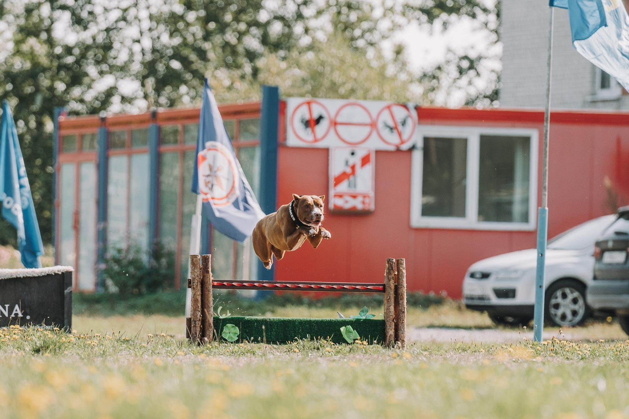 День пита и стаффа. Фотограф анималист Осипчикова Мария
