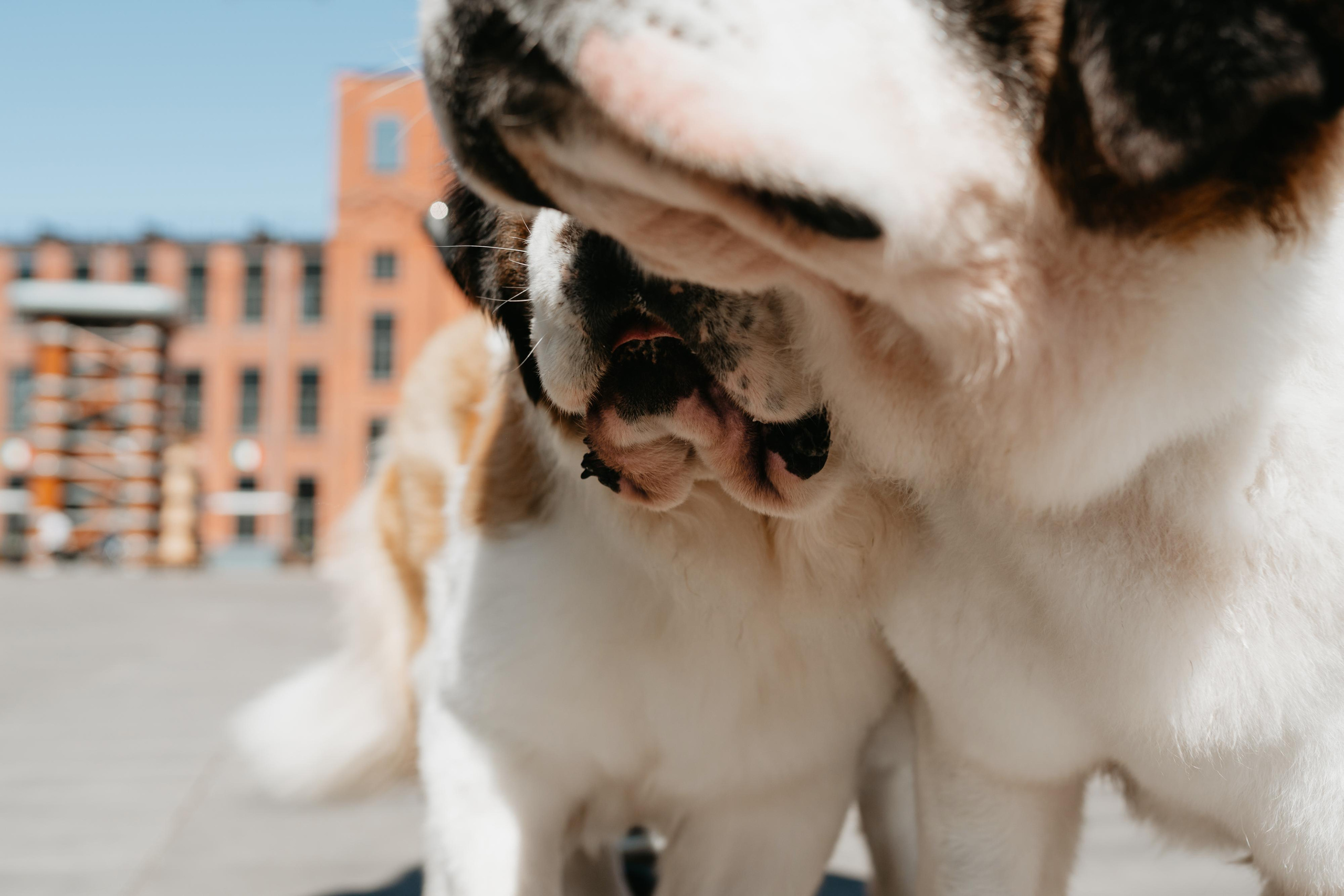 Оля, Молли и Эмми. Фотограф анималист Осипчикова Мария