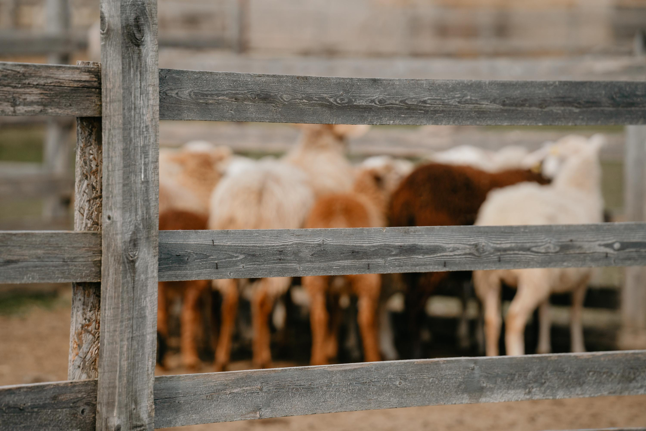 Пастушья служба. Фотограф анималист Осипчикова Мария