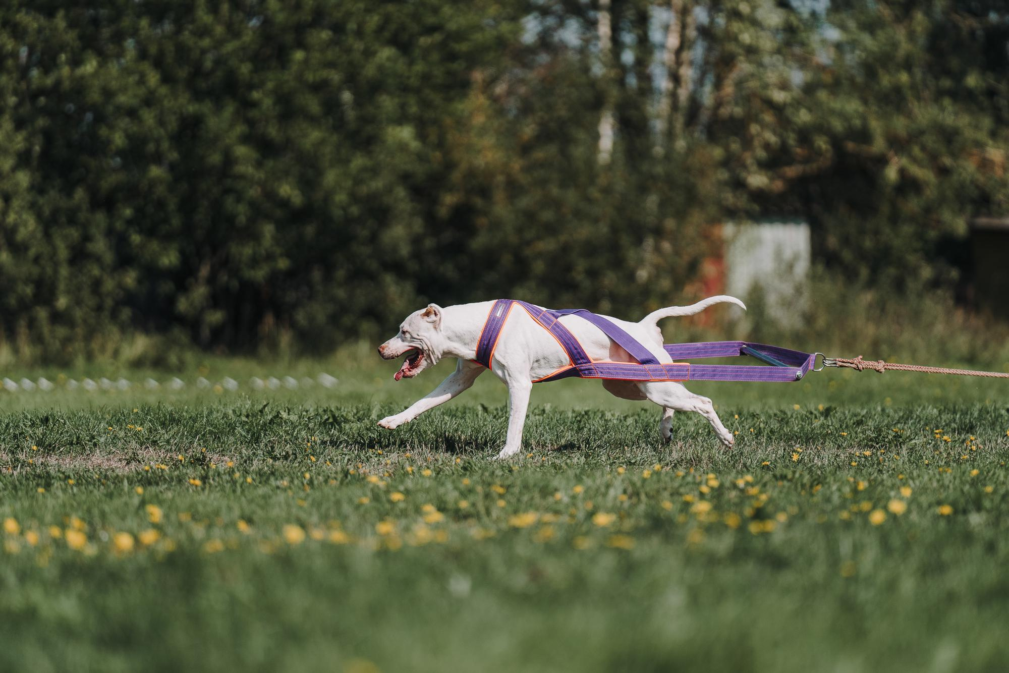 День пита и стаффа. Фотограф анималист Осипчикова Мария