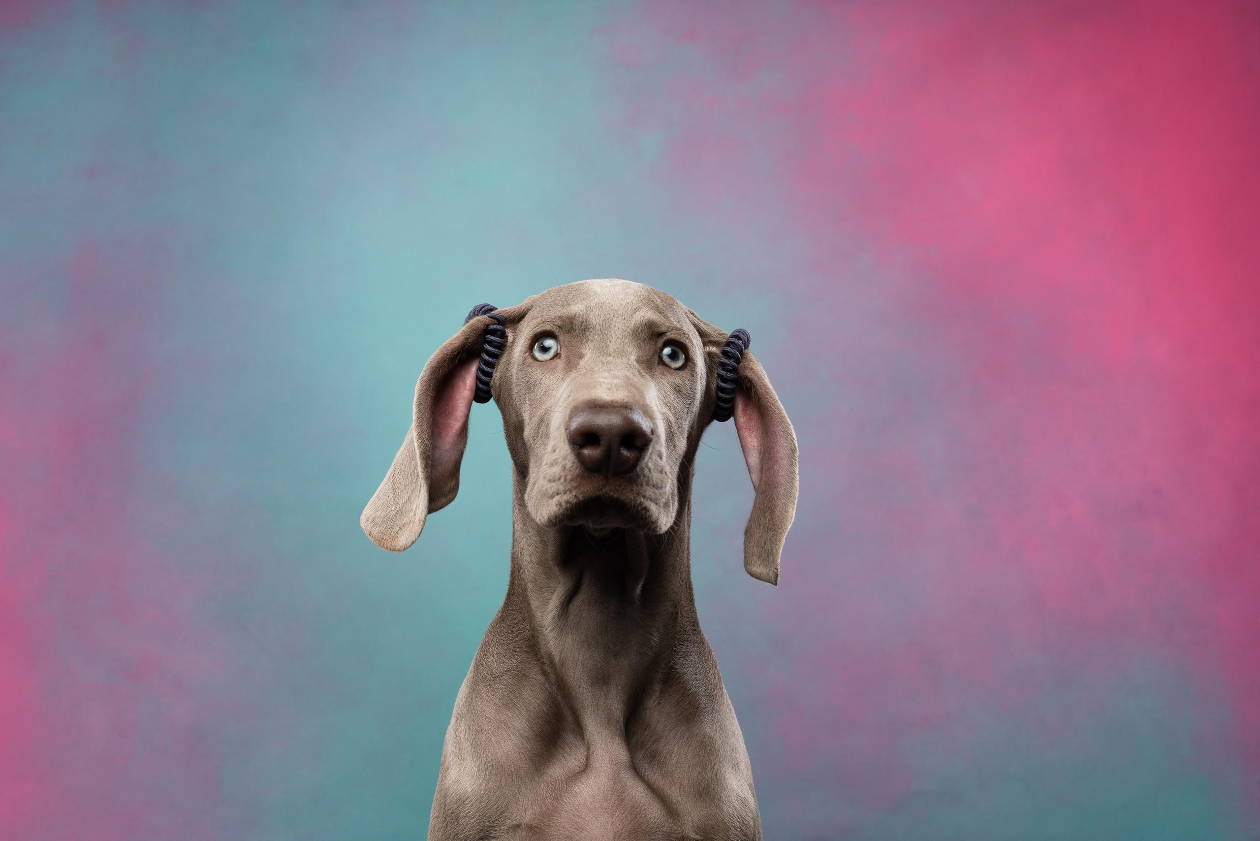 Веймаранер Эспен. Фотограф анималист Осипчикова Мария