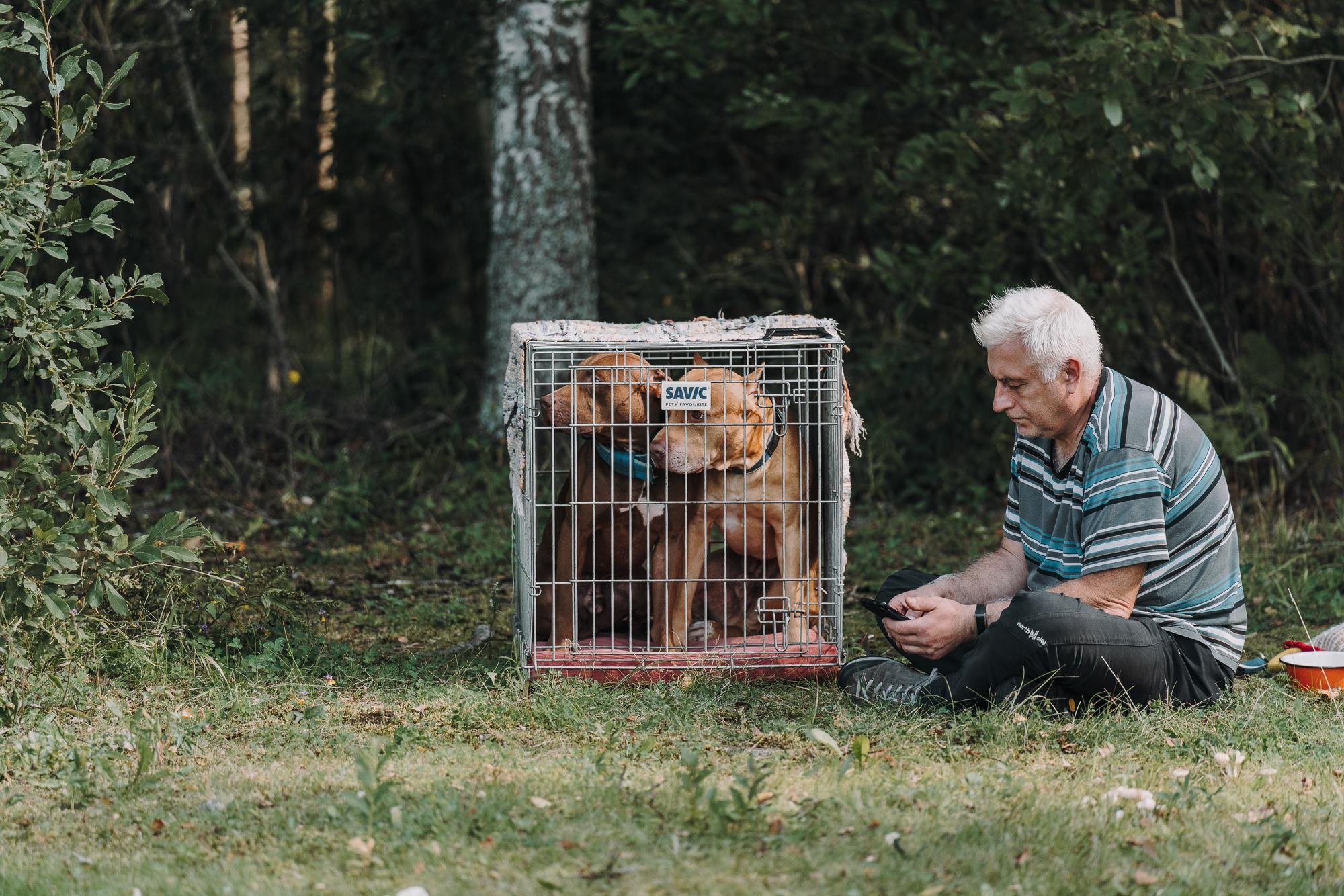 День пита и стаффа. Фотограф анималист Осипчикова Мария