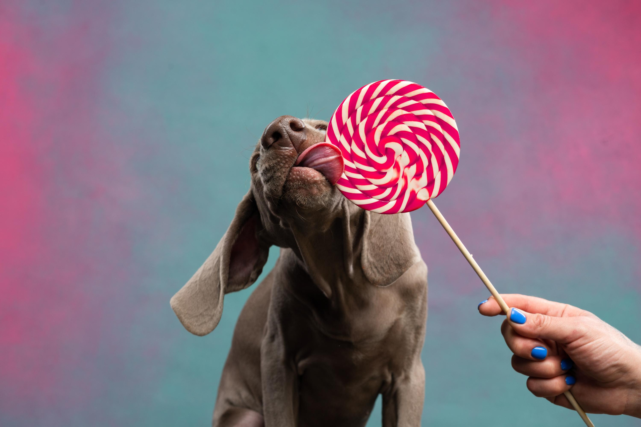 Веймаранер Эспен. Фотограф анималист Осипчикова Мария