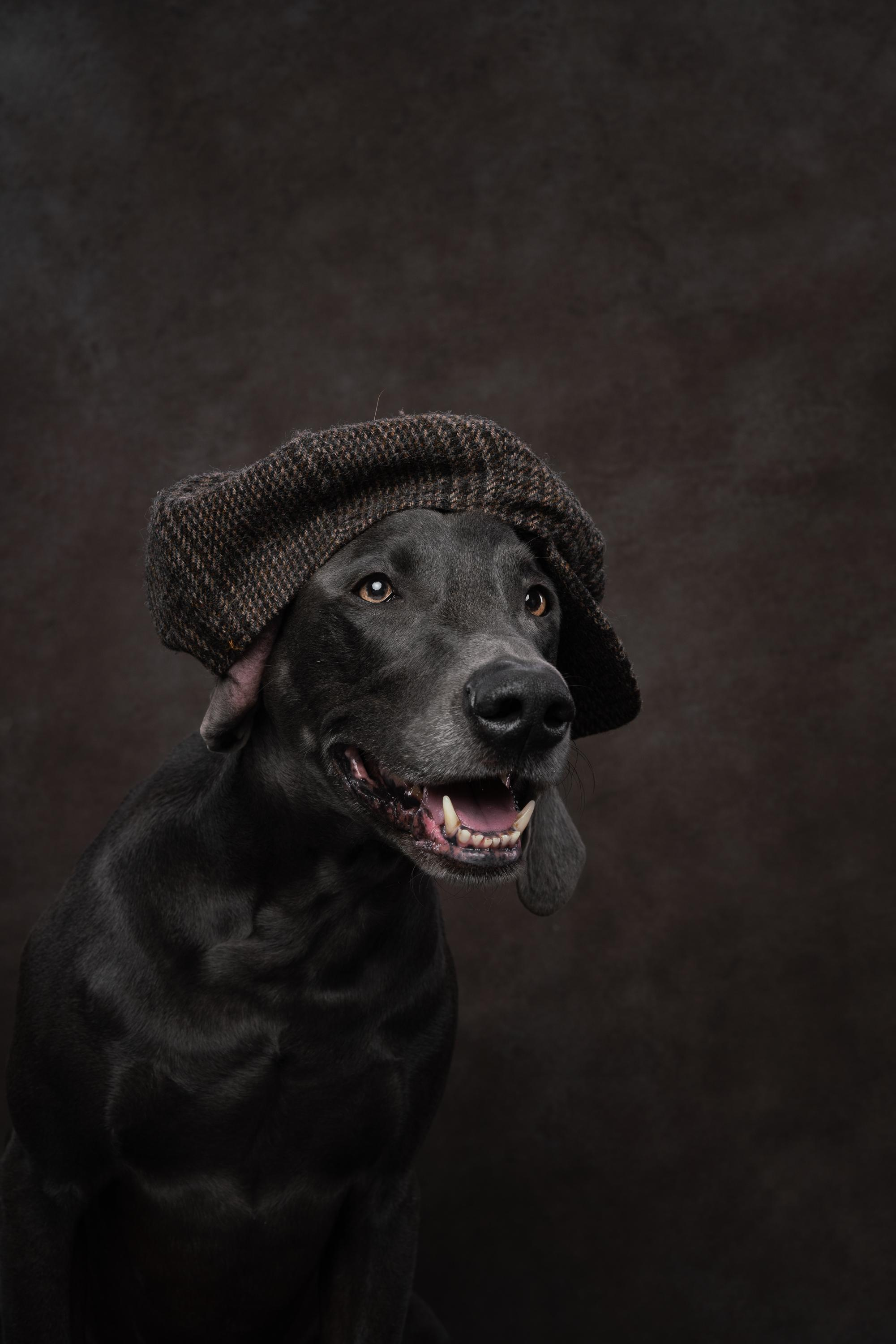 Веймаранер Рон. Фотограф анималист Осипчикова Мария