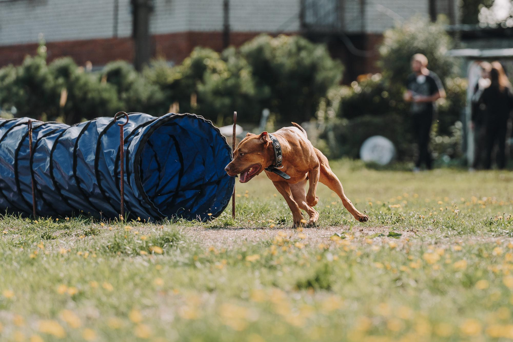День пита и стаффа. Фотограф анималист Осипчикова Мария