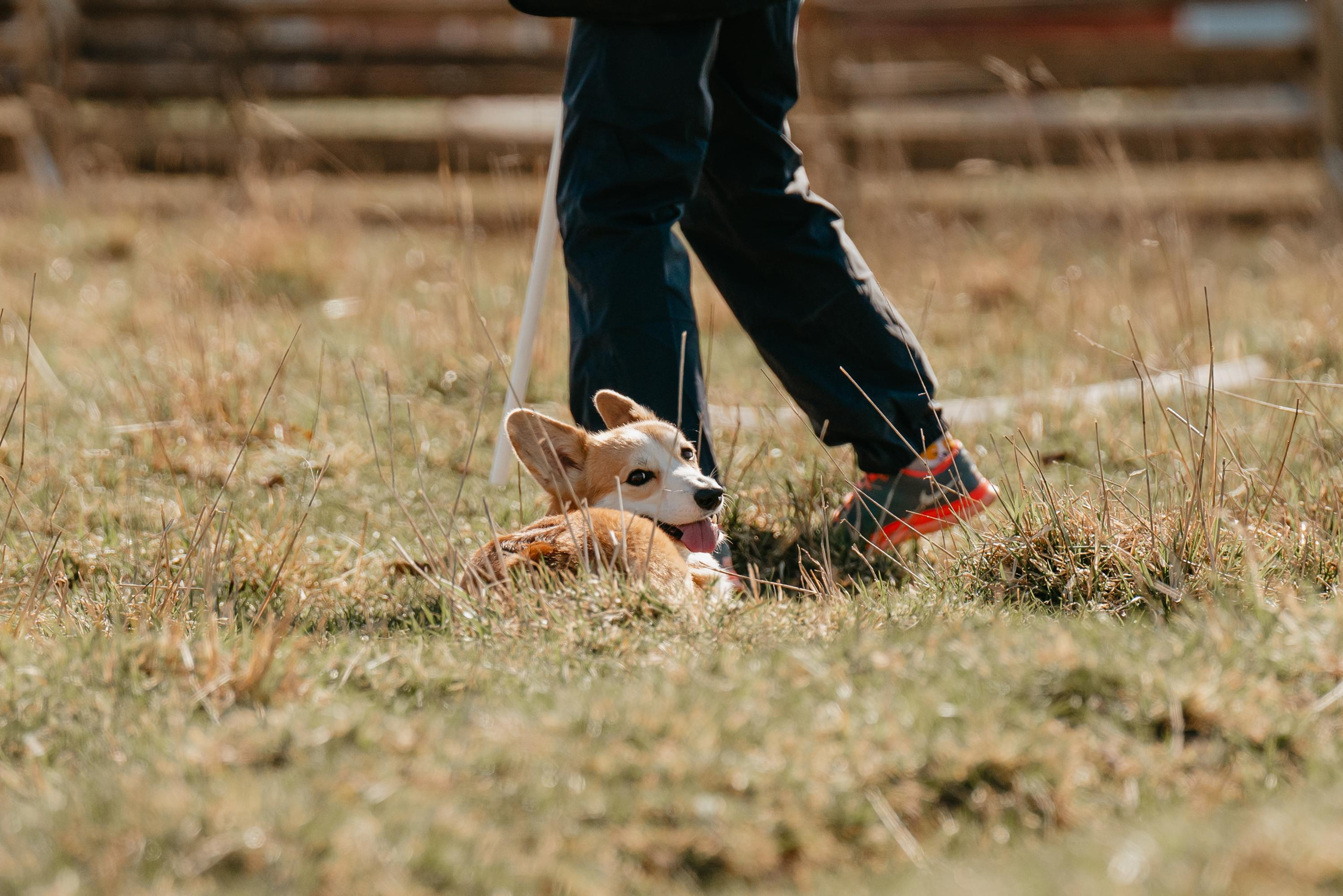 Пастушья служба. Фотограф анималист Осипчикова Мария