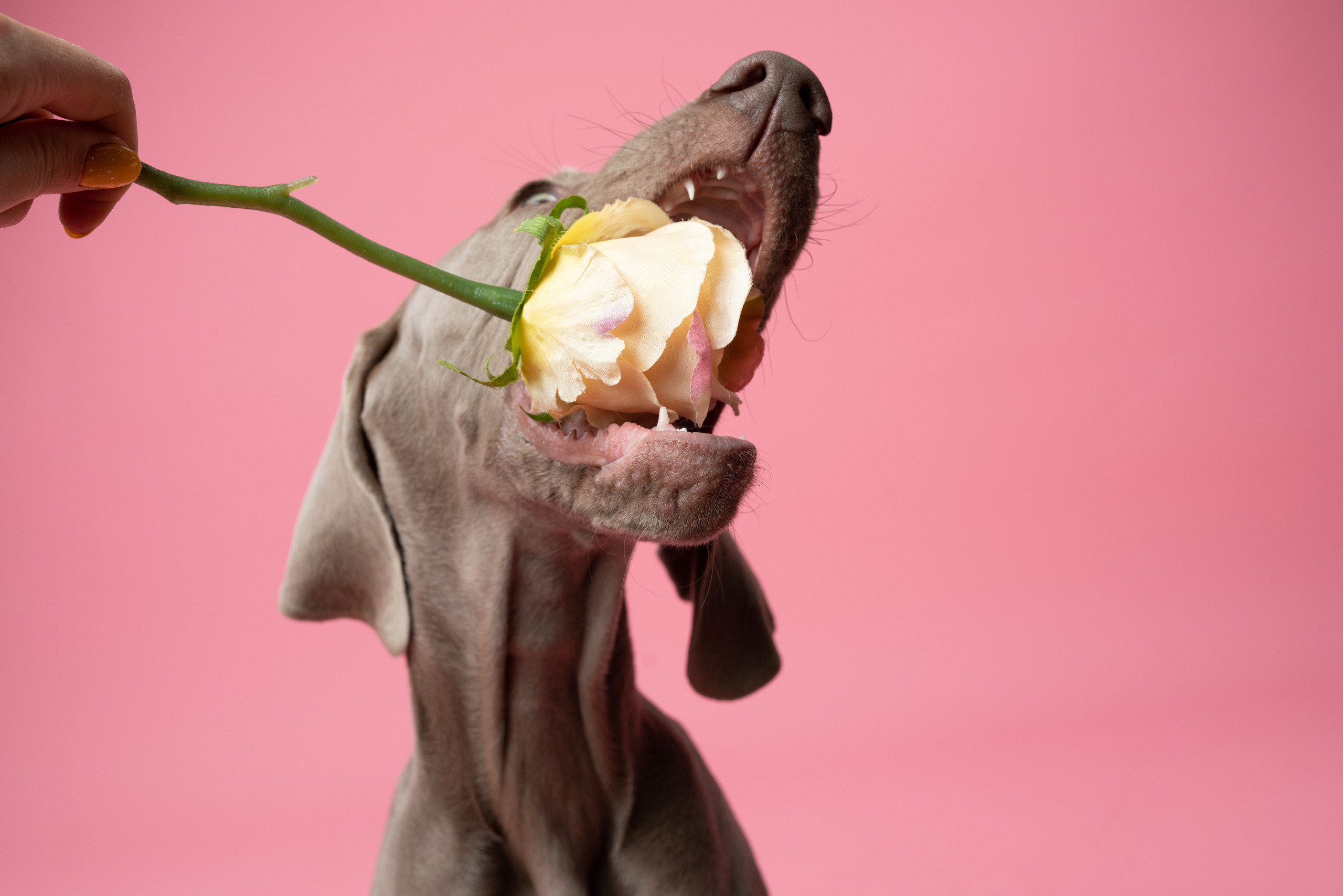 Веймаранер Элай. Фотограф анималист Осипчикова Мария