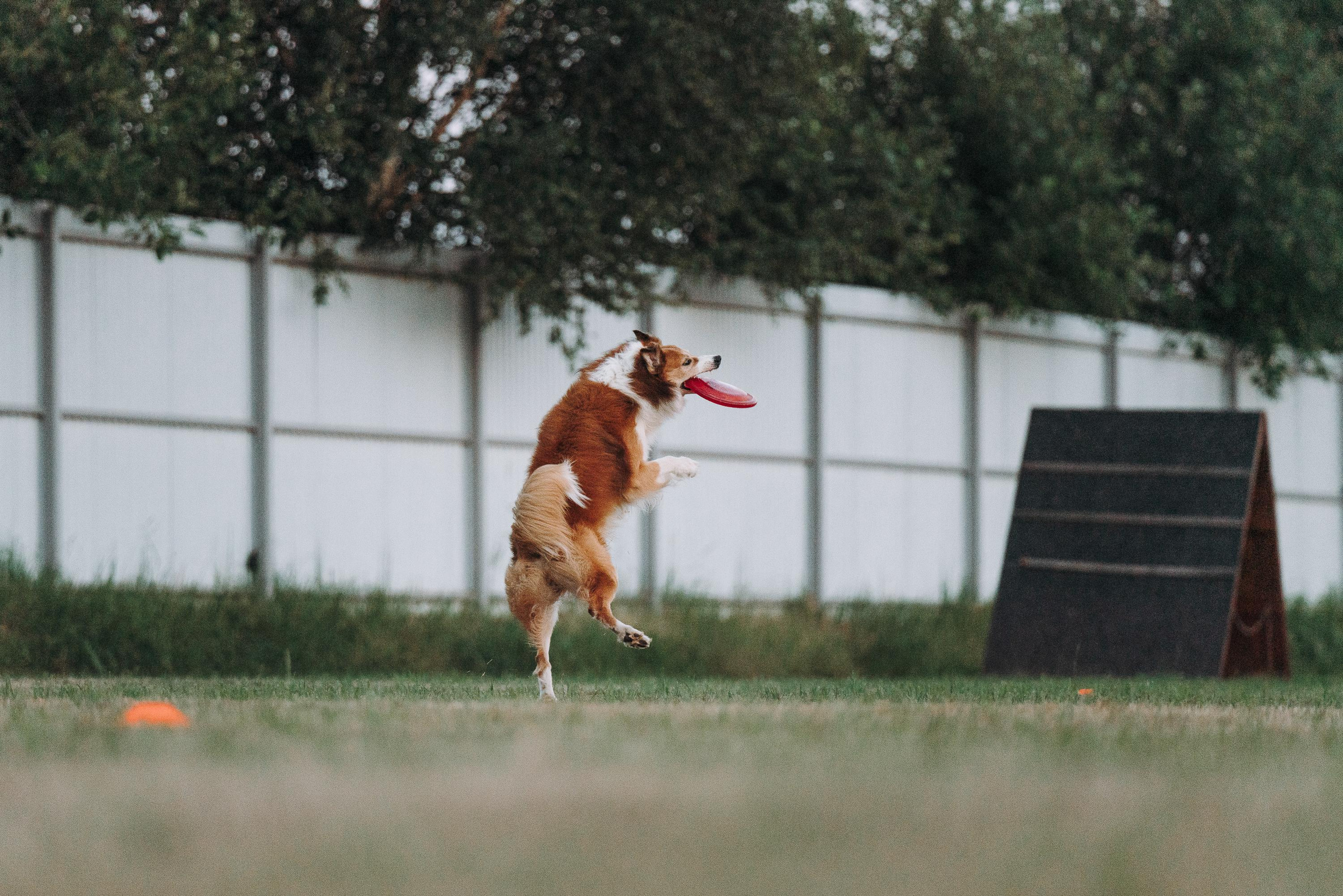 Фрисби игры UpDog. Фотограф анималист Осипчикова Мария