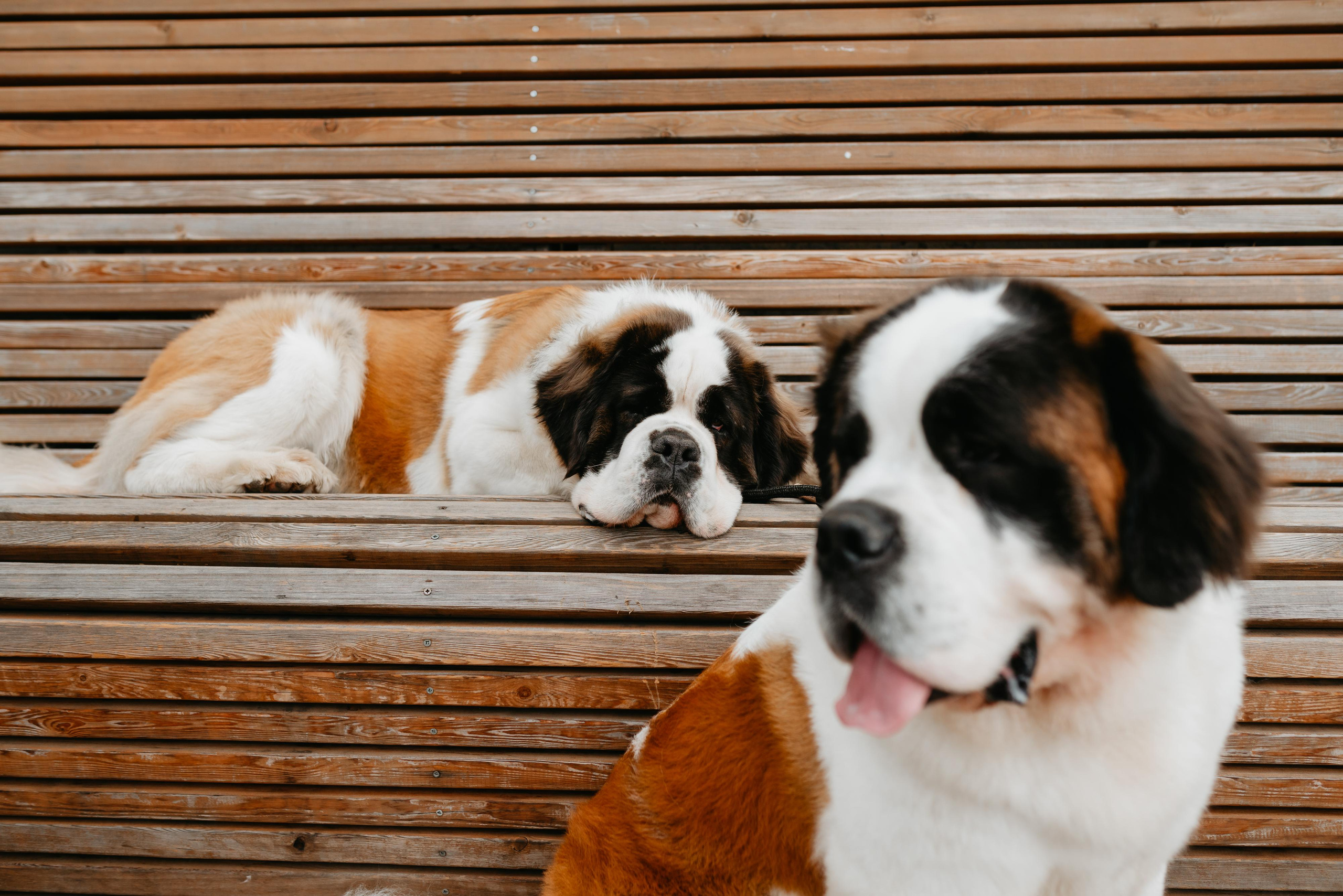Оля, Молли и Эмми. Фотограф анималист Осипчикова Мария