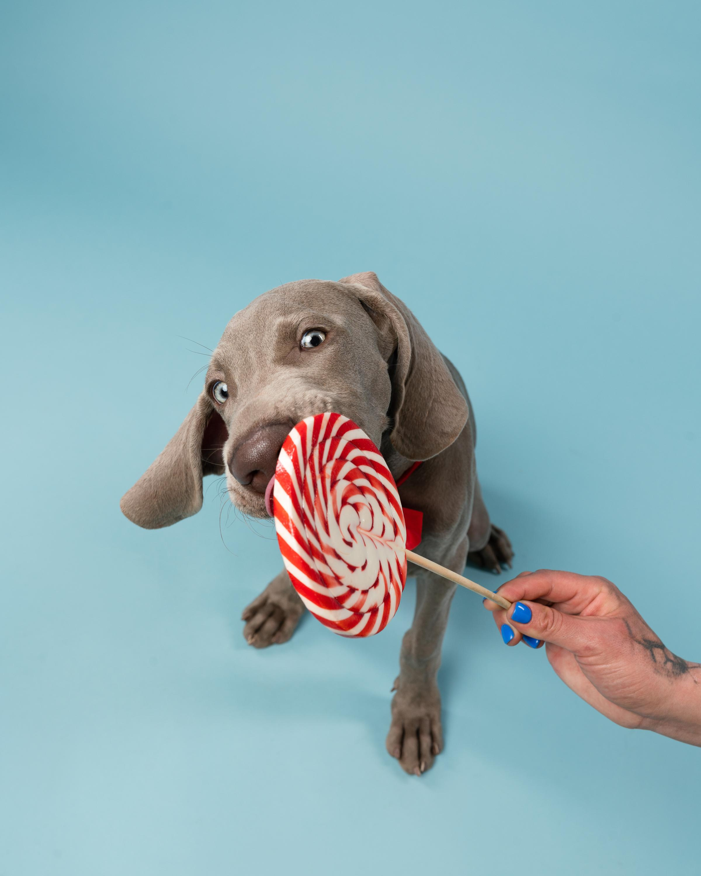 Веймаранер Эспен. Фотограф анималист Осипчикова Мария