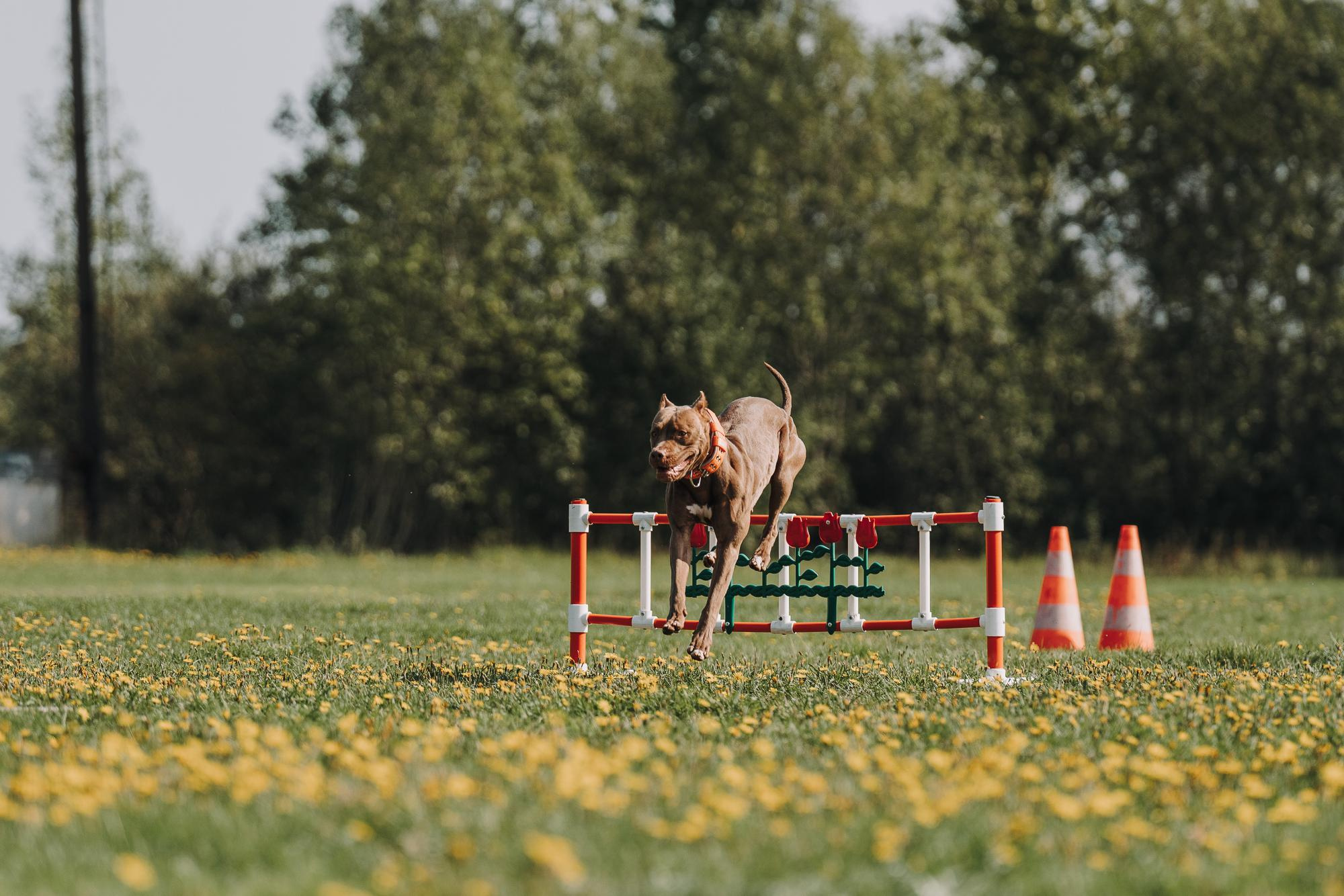 День пита и стаффа. Фотограф анималист Осипчикова Мария