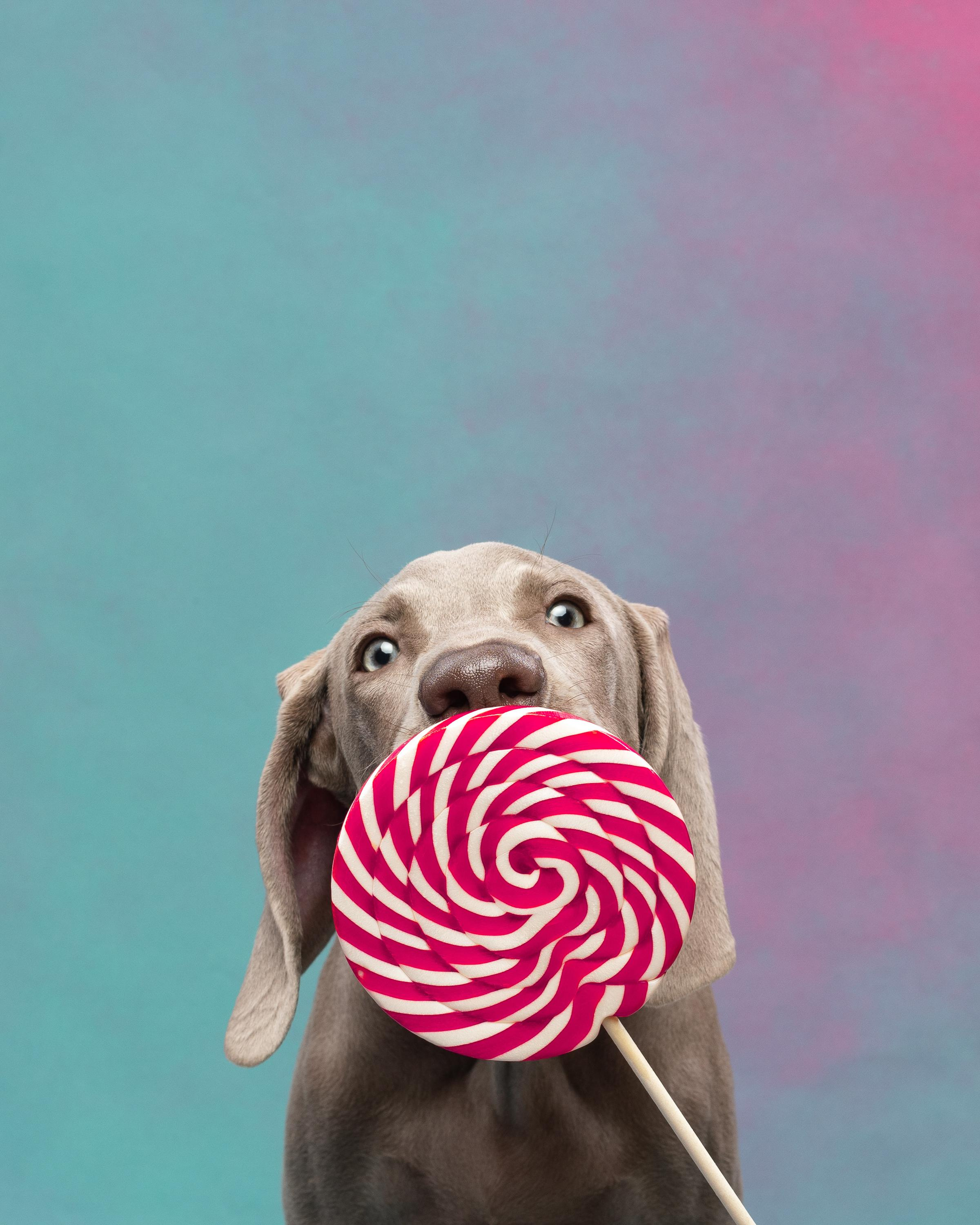 Веймаранер Эспен. Фотограф анималист Осипчикова Мария