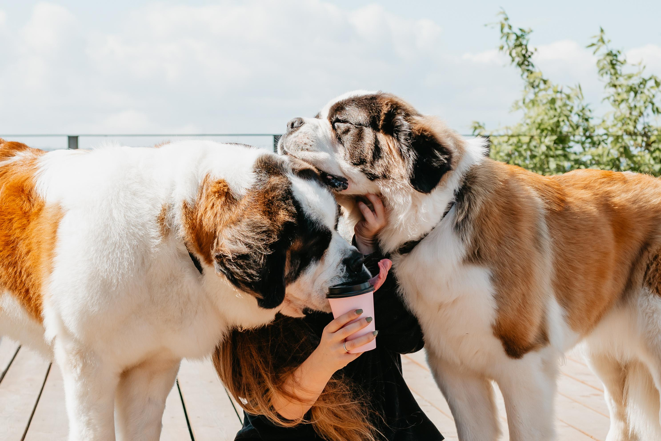 Оля, Молли и Эмми. Фотограф анималист Осипчикова Мария