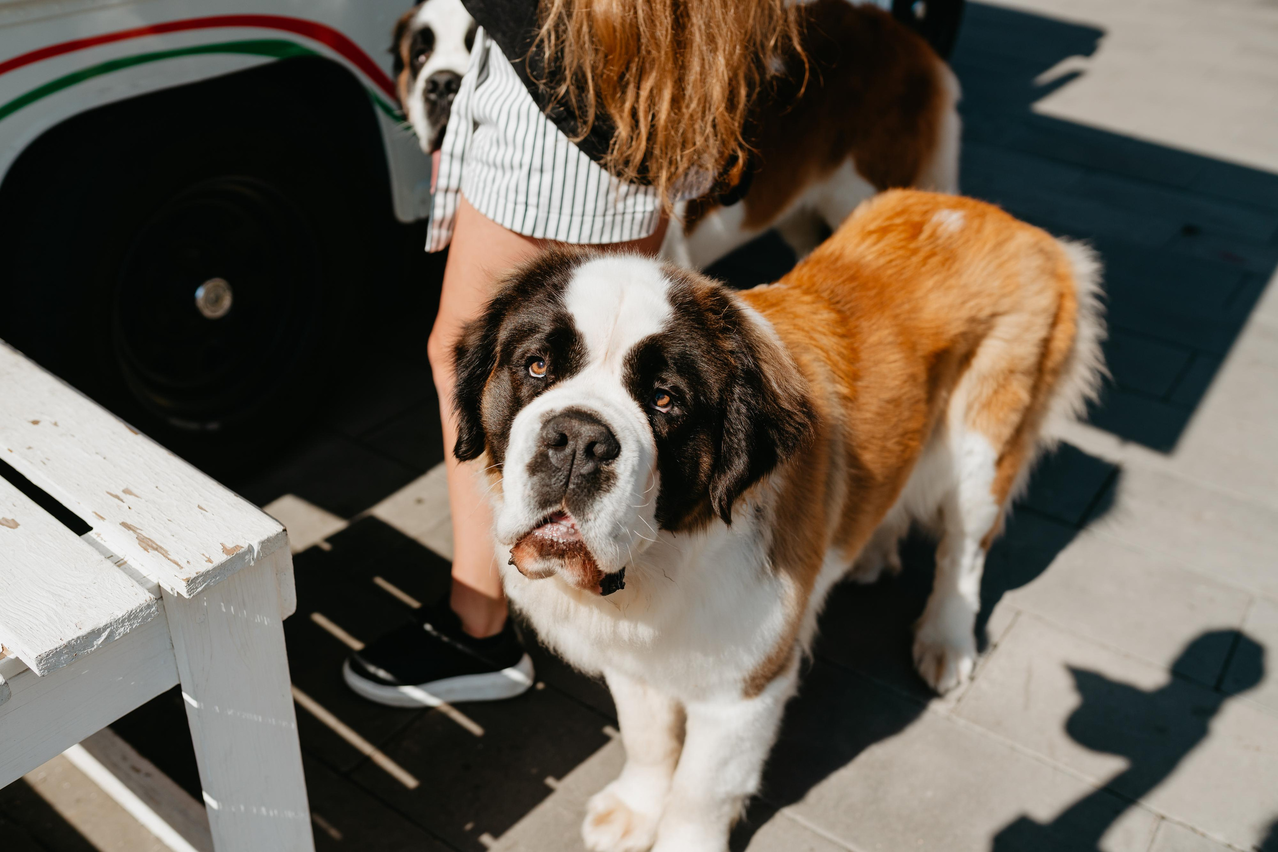 Оля, Молли и Эмми. Фотограф анималист Осипчикова Мария