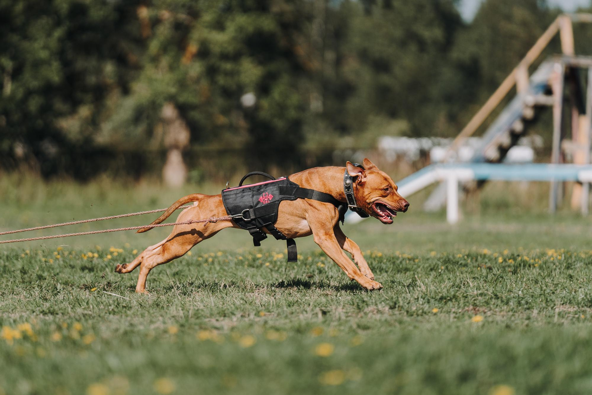 День пита и стаффа. Фотограф анималист Осипчикова Мария