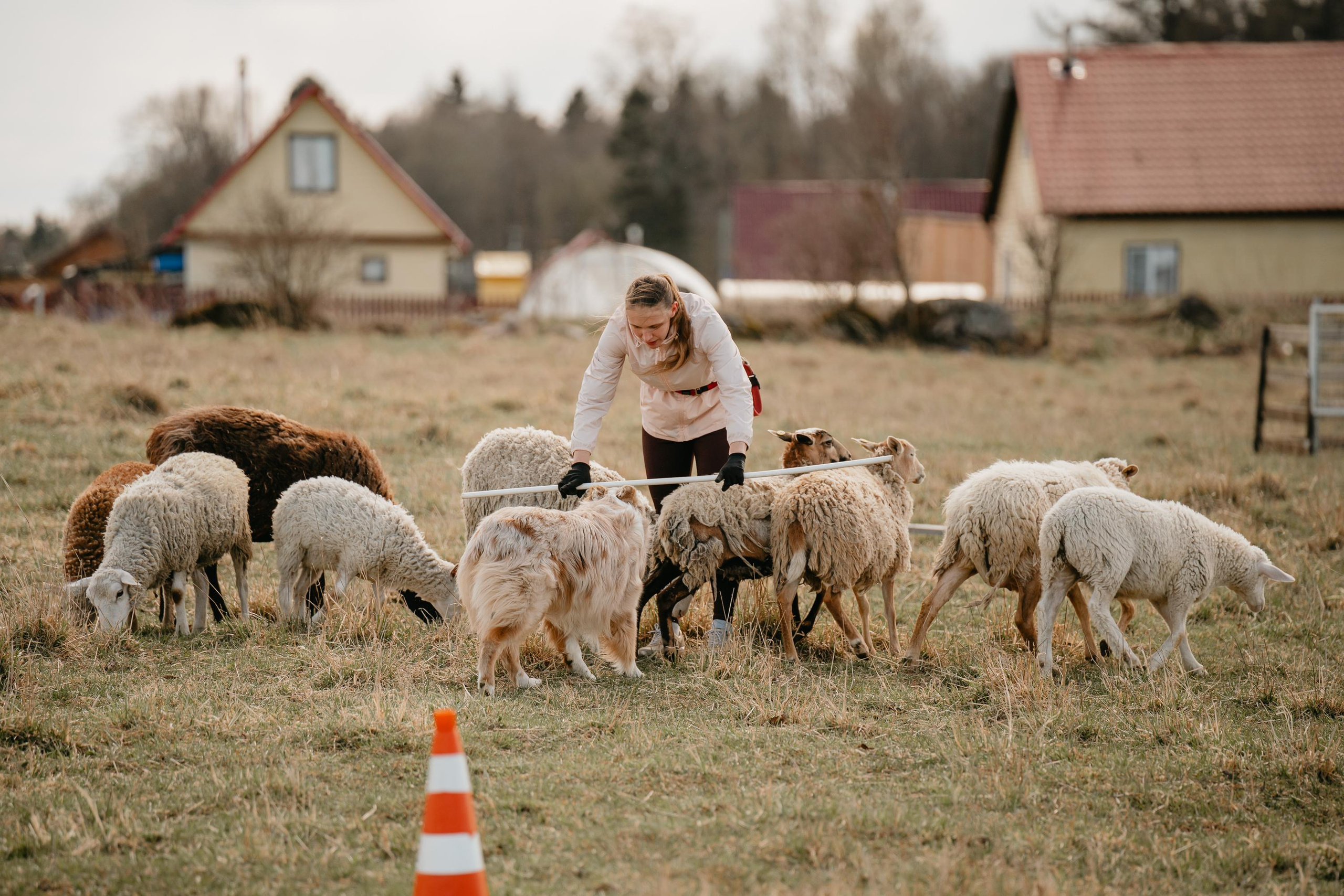 Пастушья служба. Фотограф анималист Осипчикова Мария