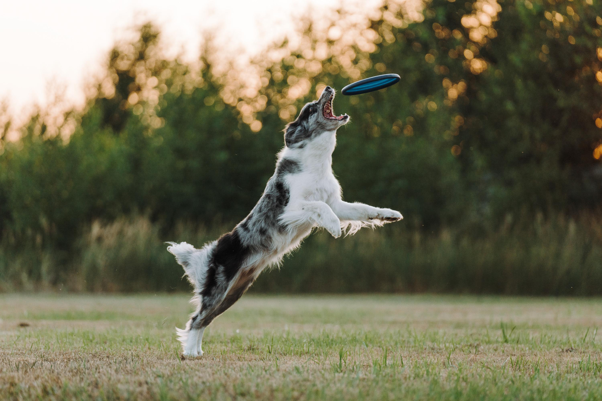 Фрисби игры UpDog. Фотограф анималист Осипчикова Мария