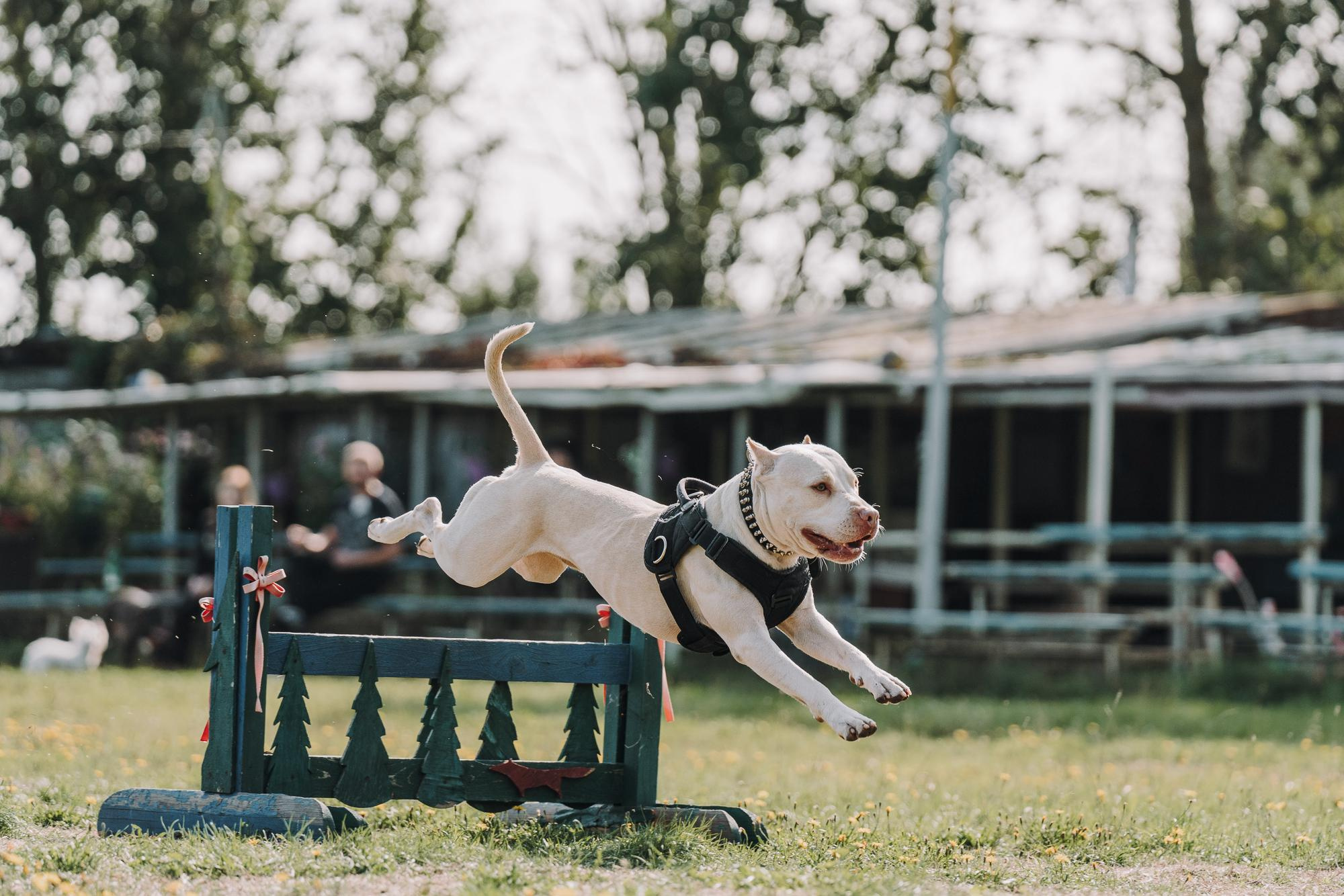 День пита и стаффа. Фотограф анималист Осипчикова Мария
