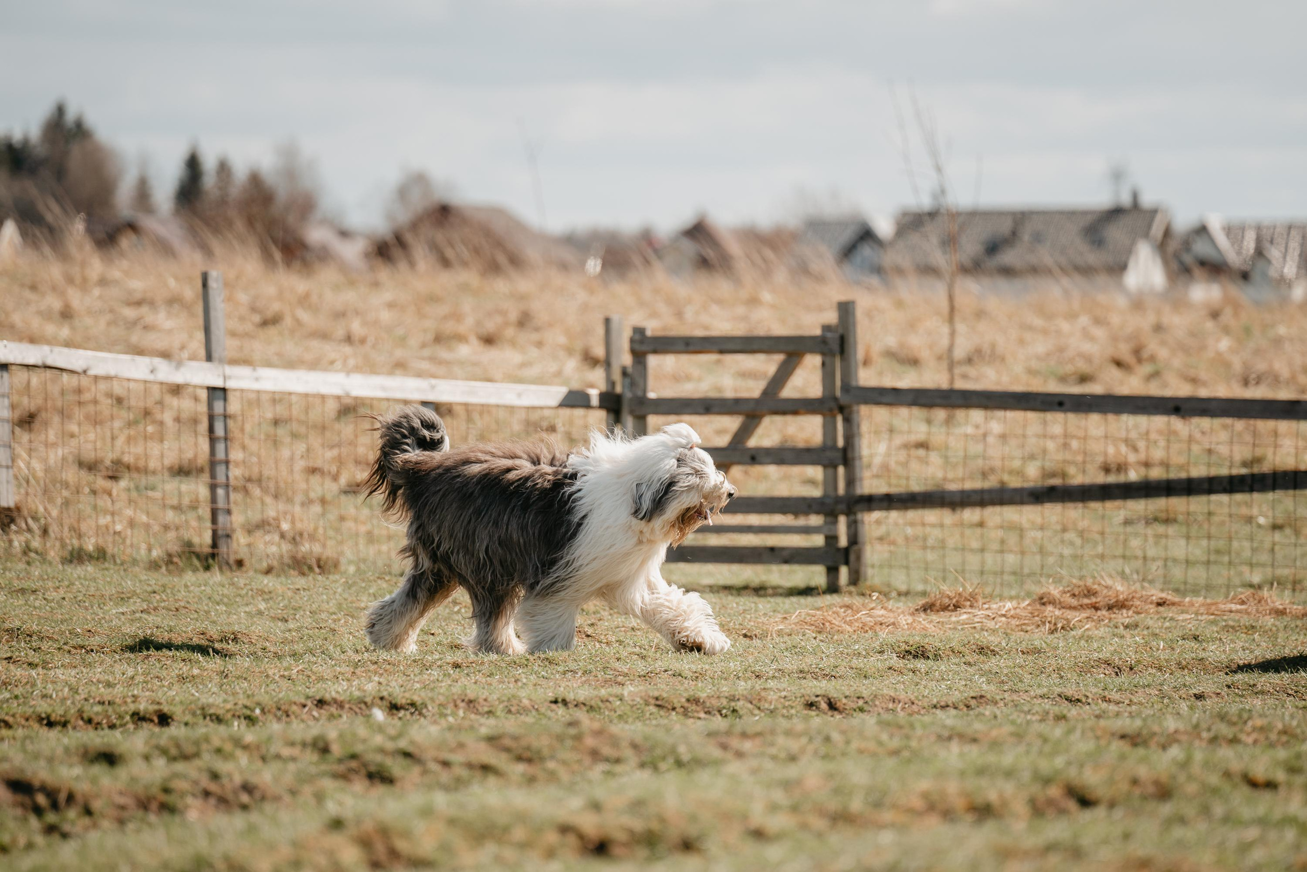 Пастушья служба. Фотограф анималист Осипчикова Мария