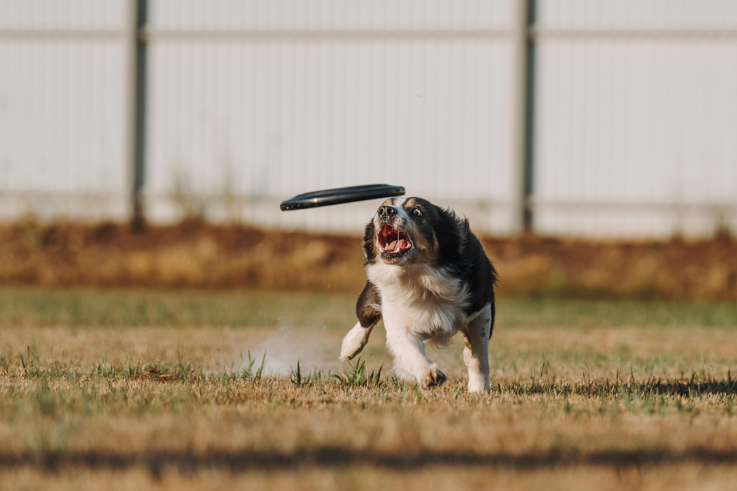 Фрисби игры UpDog. Фотограф анималист Осипчикова Мария