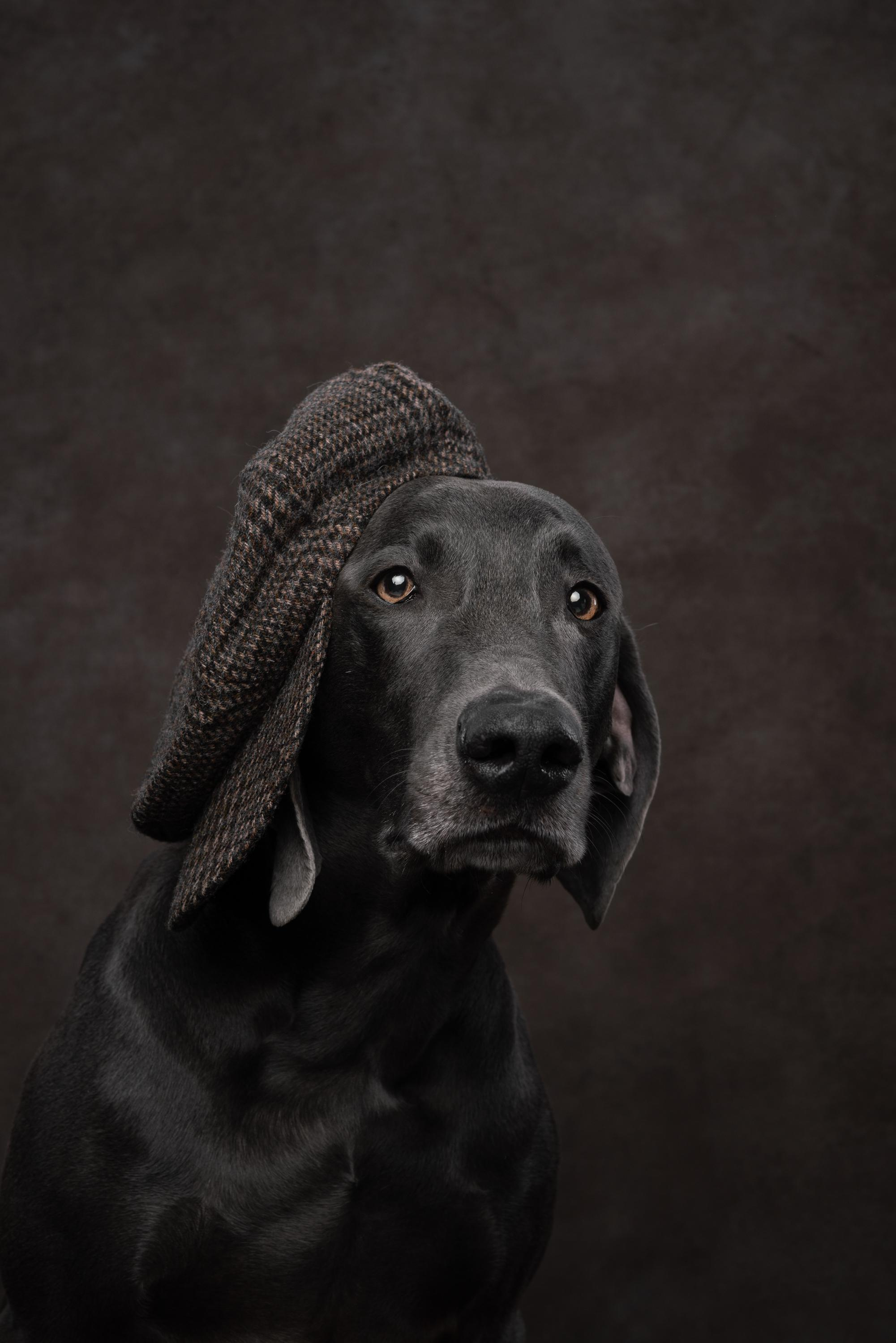 Веймаранер Рон. Фотограф анималист Осипчикова Мария