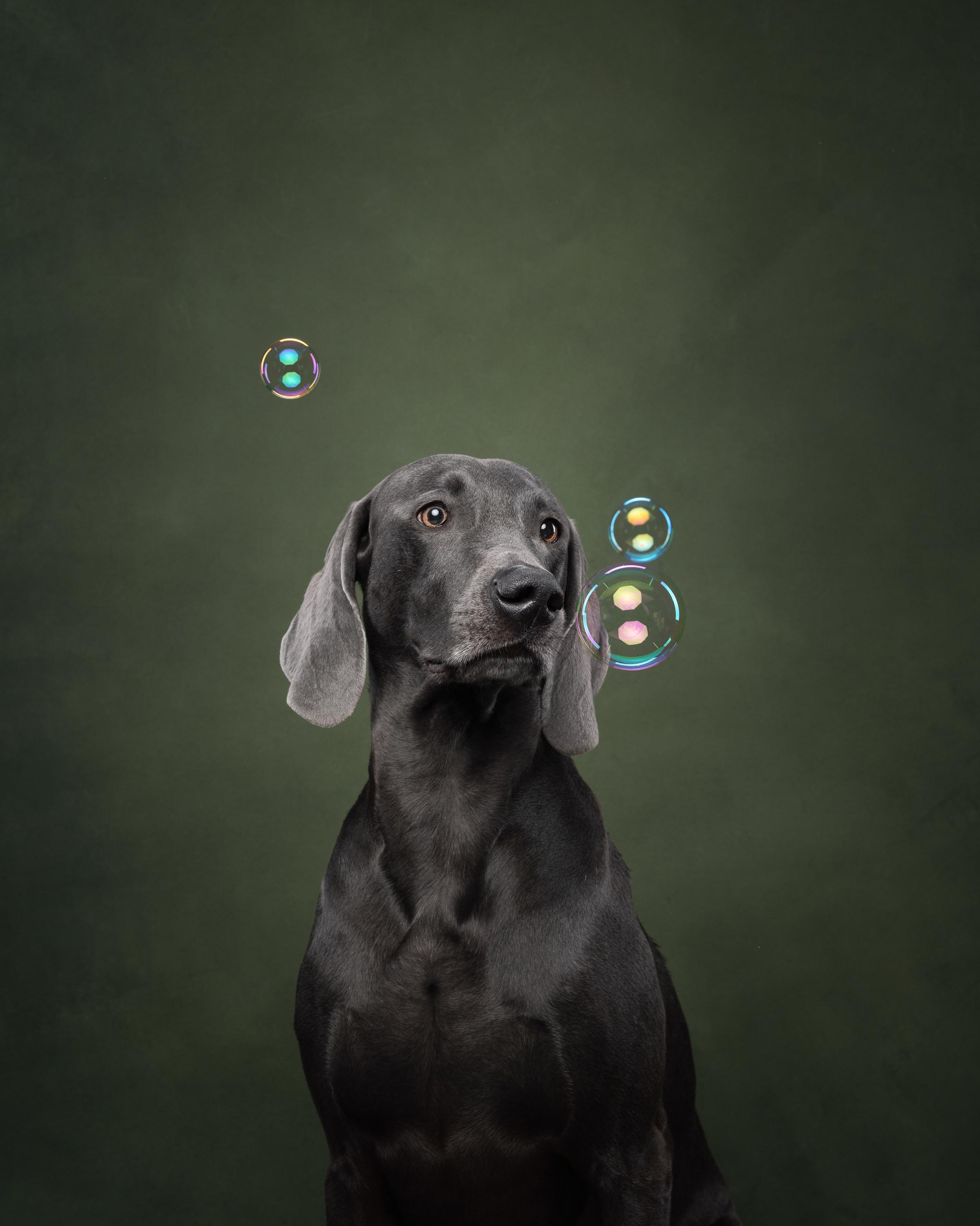 Веймаранер Рон. Фотограф анималист Осипчикова Мария