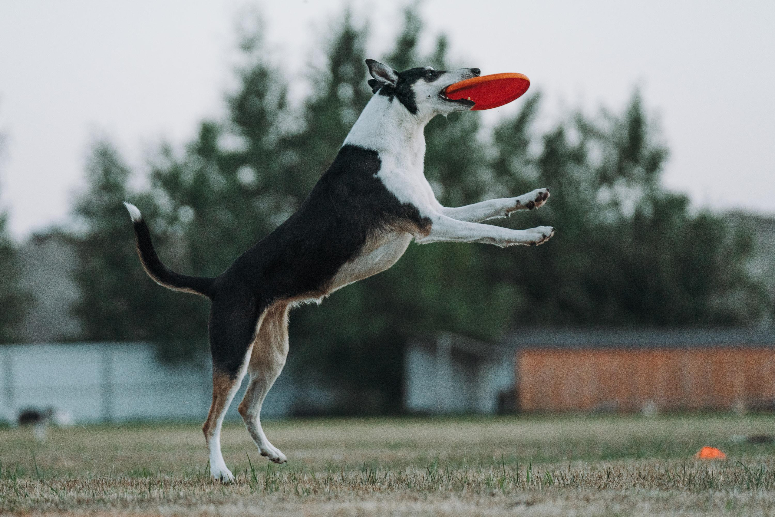 Фрисби игры UpDog. Фотограф анималист Осипчикова Мария