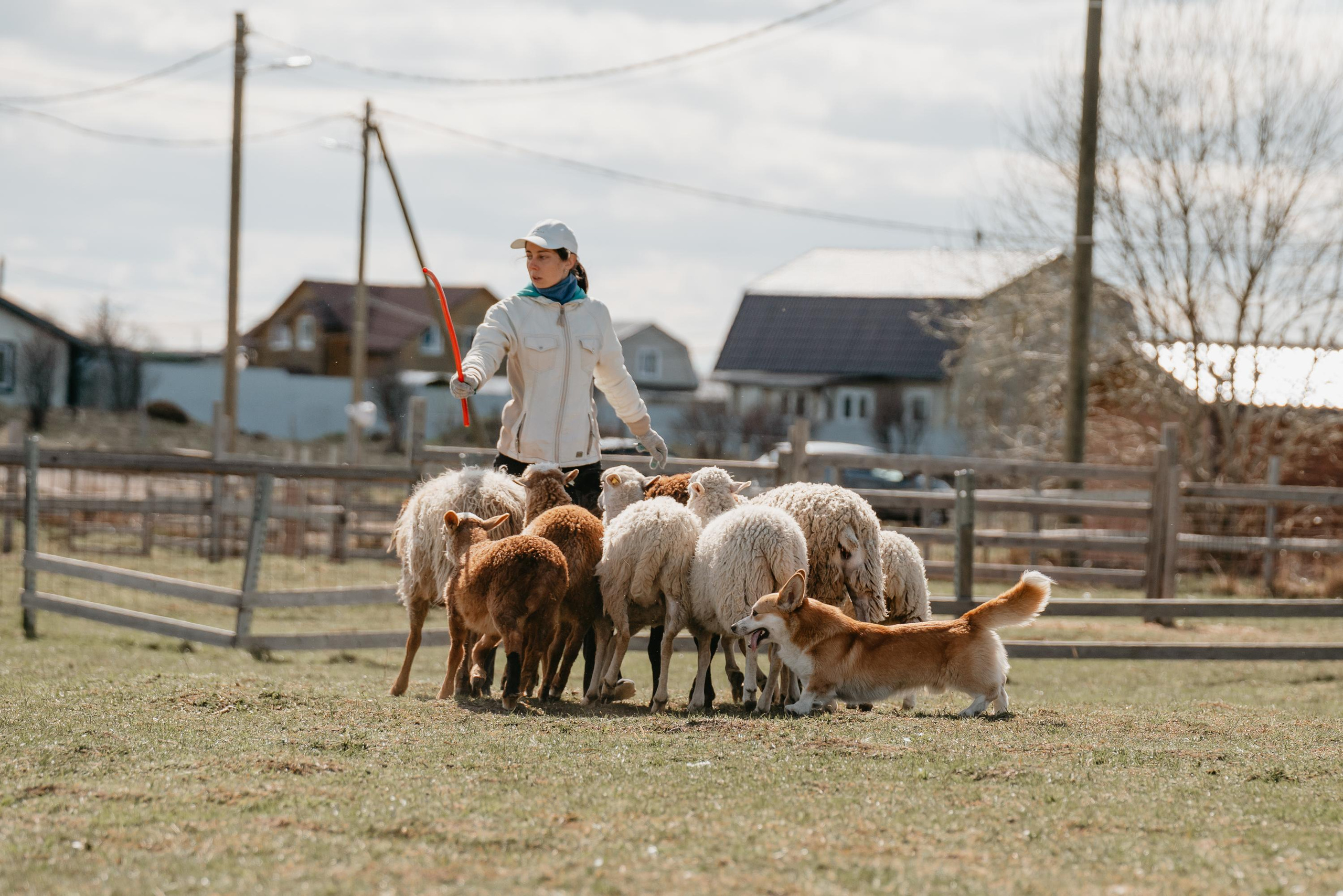 Пастушья служба. Фотограф анималист Осипчикова Мария