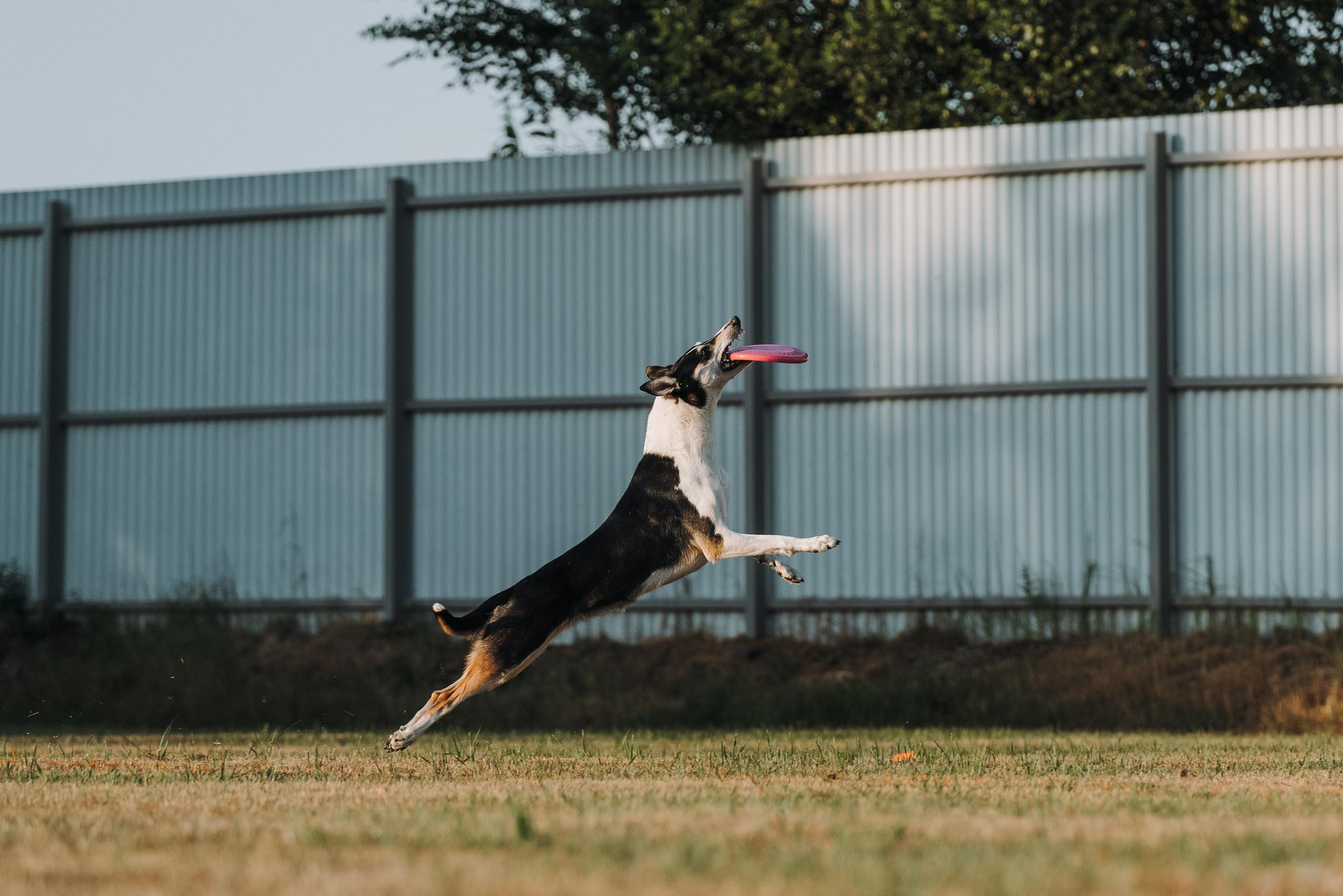 Фрисби игры UpDog. Фотограф анималист Осипчикова Мария