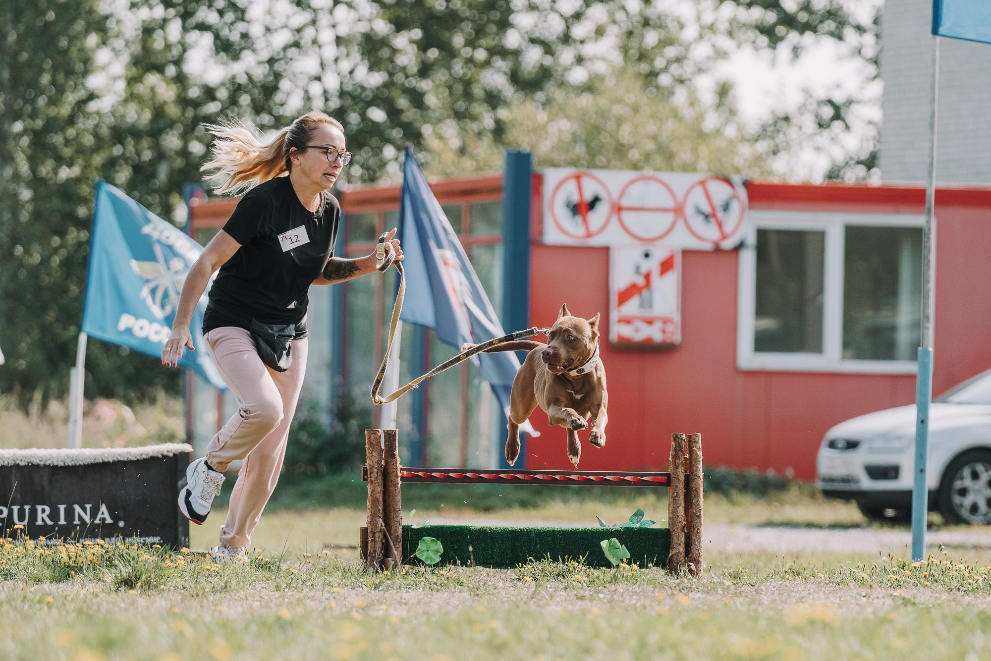 День пита и стаффа. Фотограф анималист Осипчикова Мария