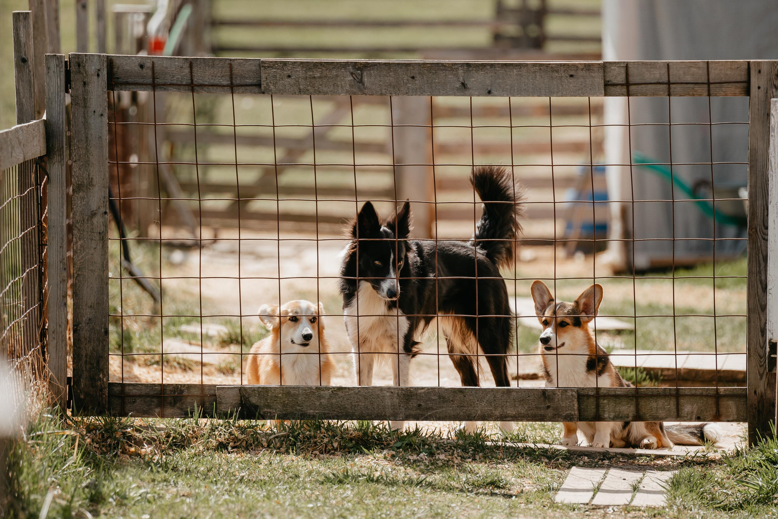 Пастушья служба. Фотограф анималист Осипчикова Мария