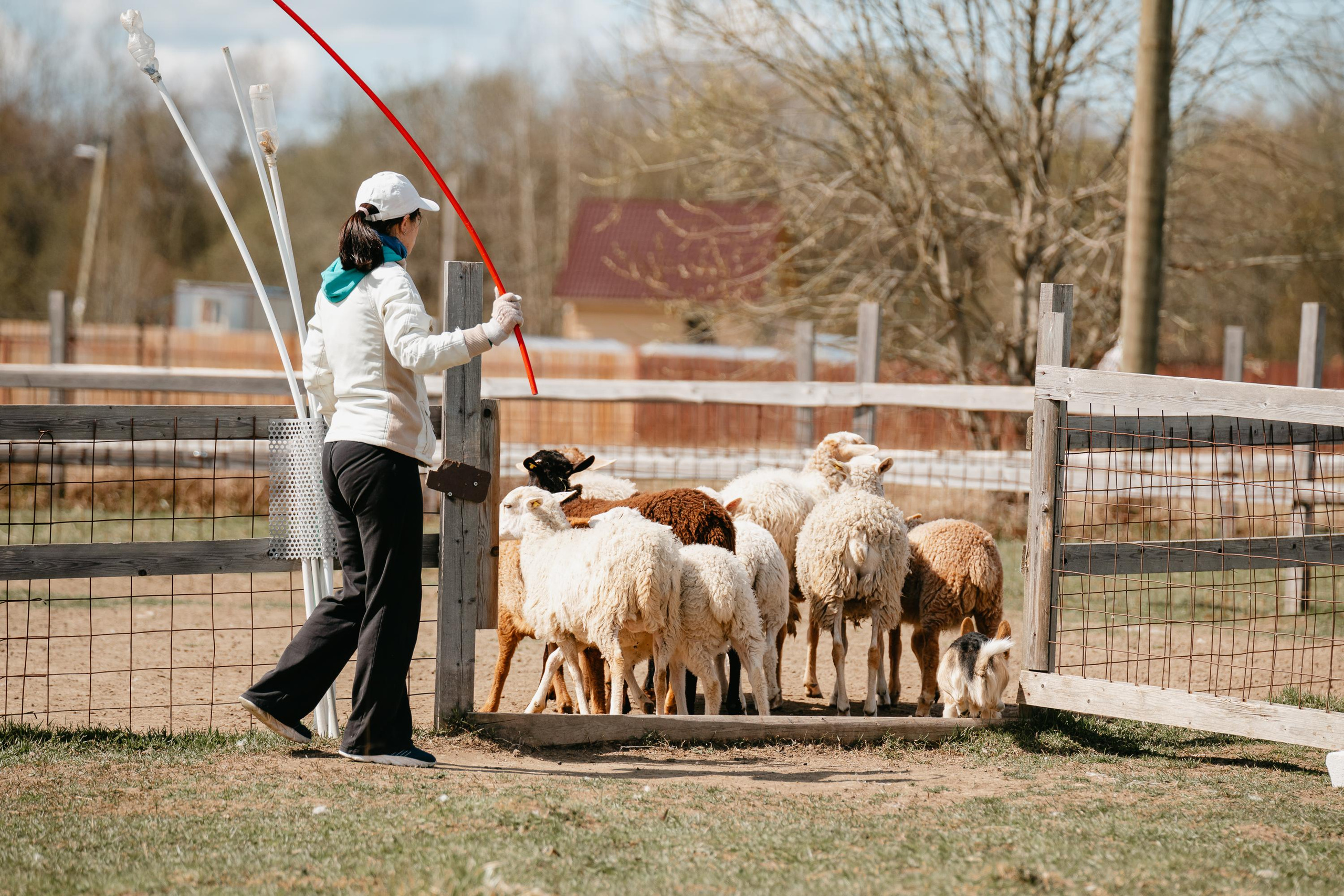 Пастушья служба. Фотограф анималист Осипчикова Мария