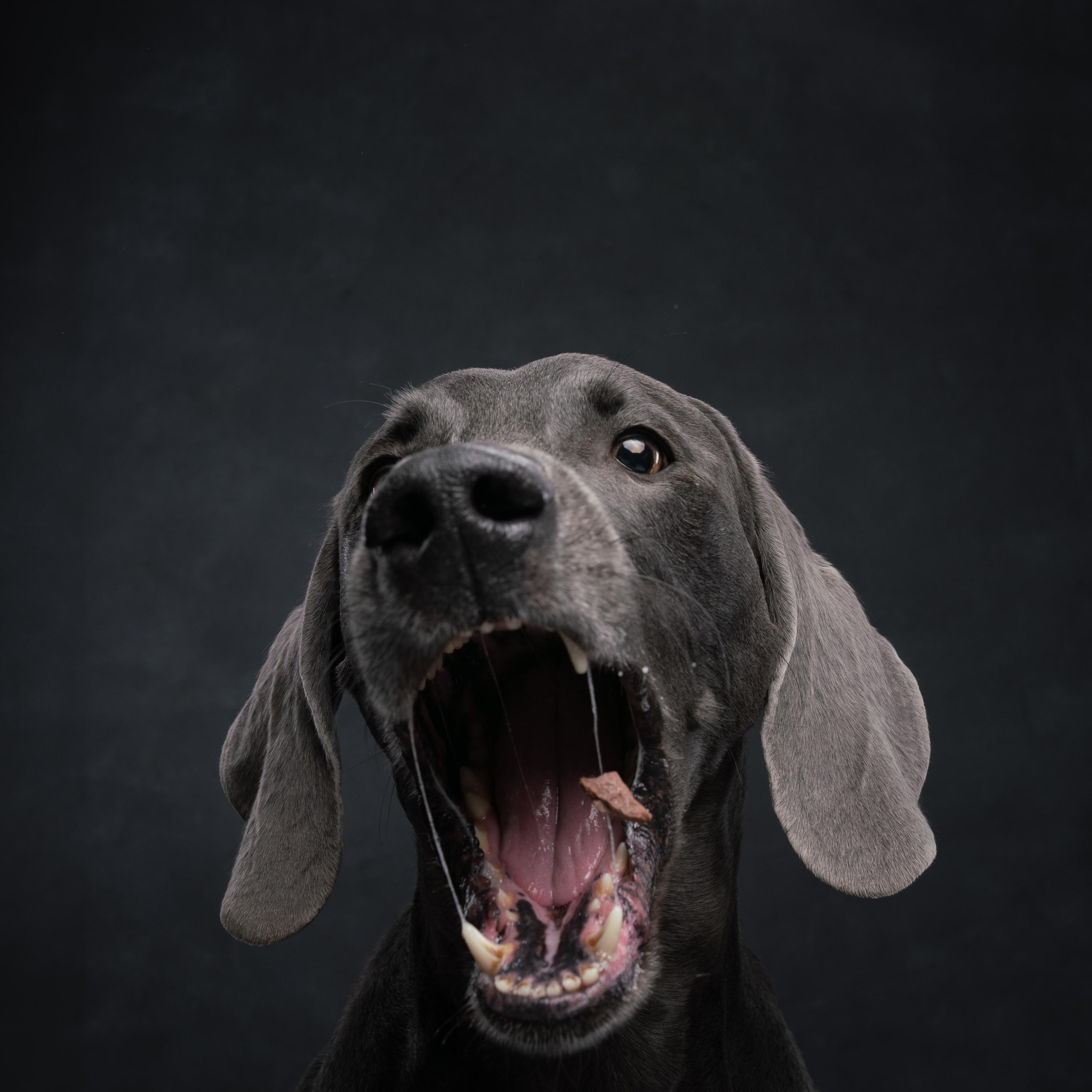 Веймаранер Рон. Фотограф анималист Осипчикова Мария