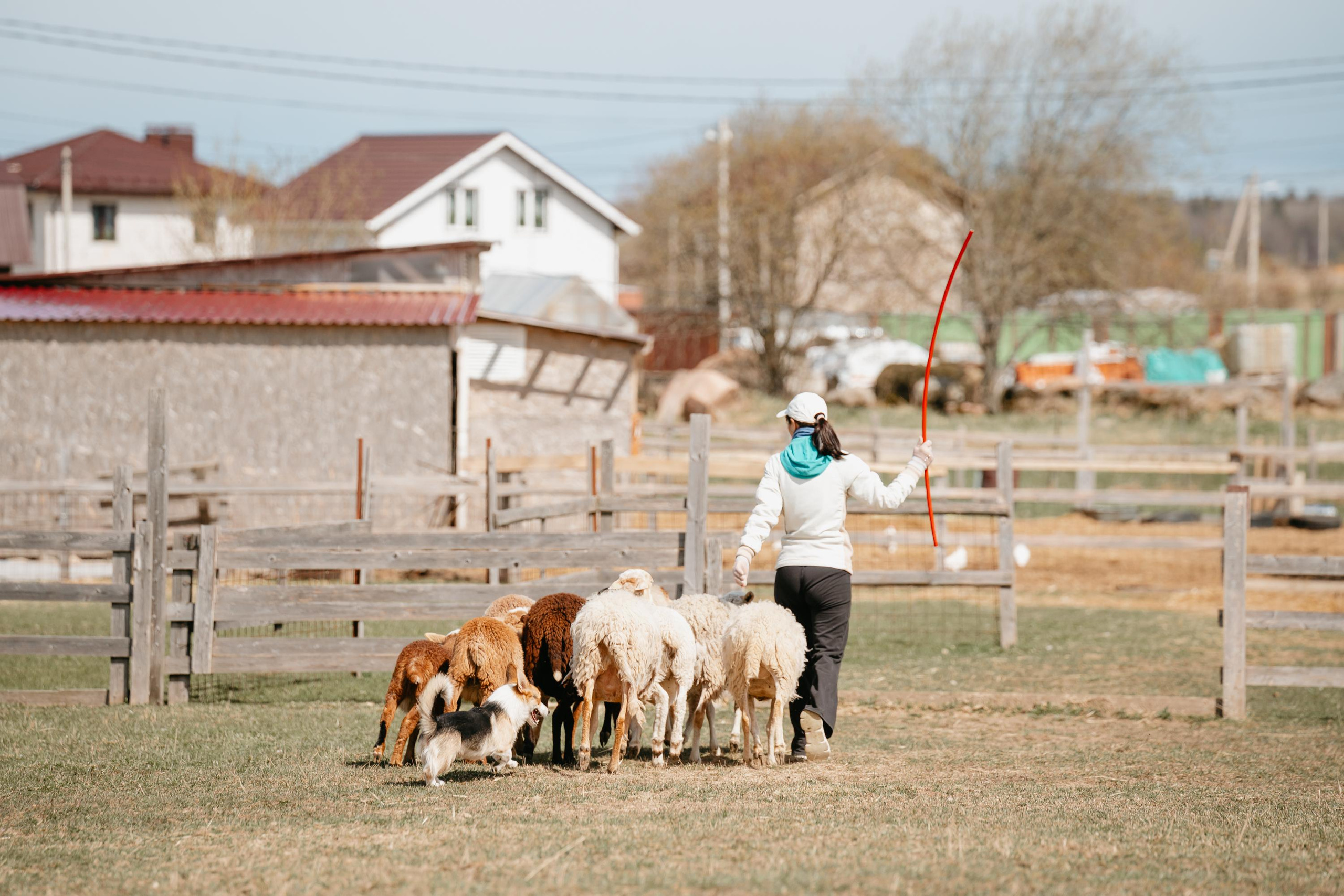Пастушья служба. Фотограф анималист Осипчикова Мария