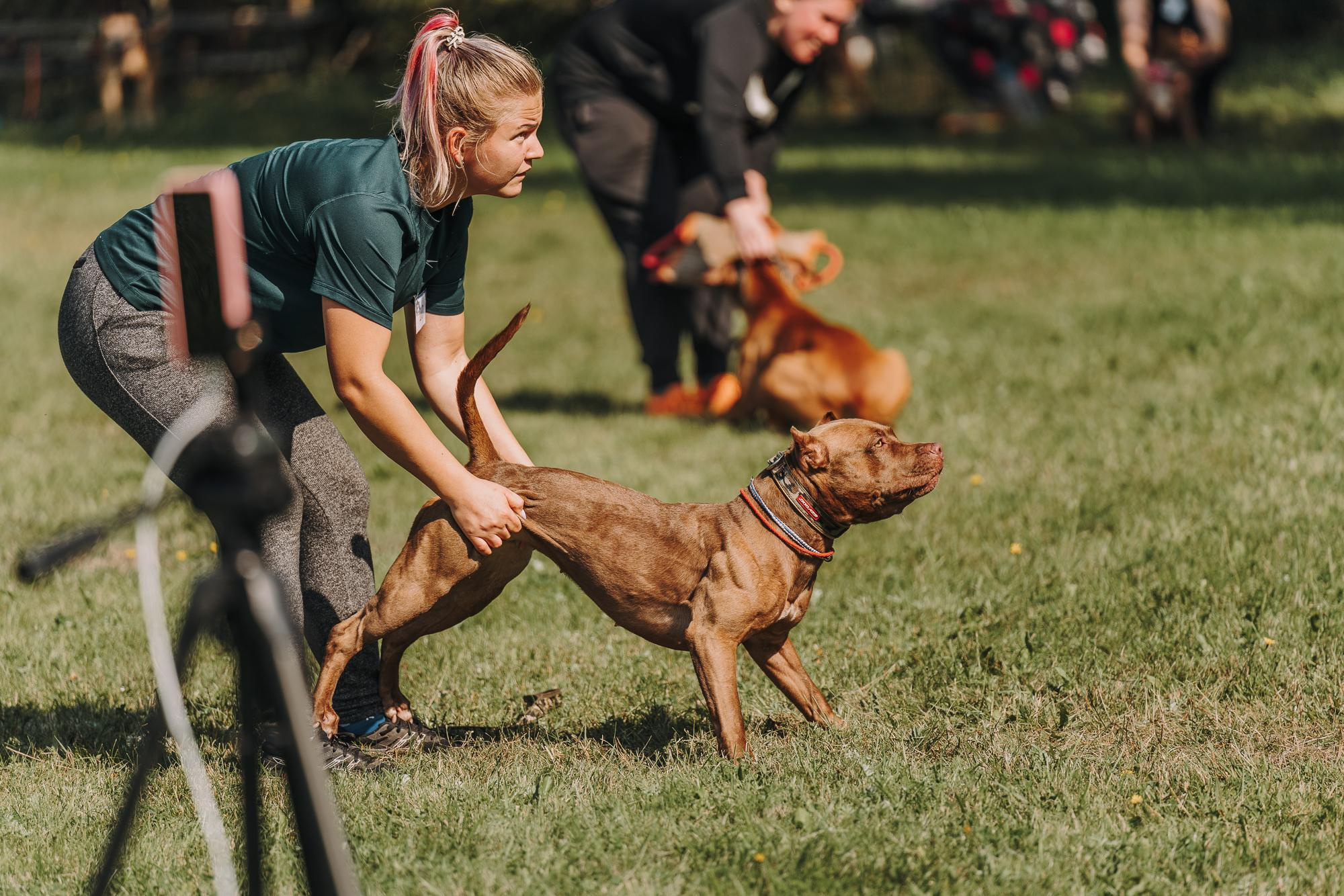 День пита и стаффа. Фотограф анималист Осипчикова Мария