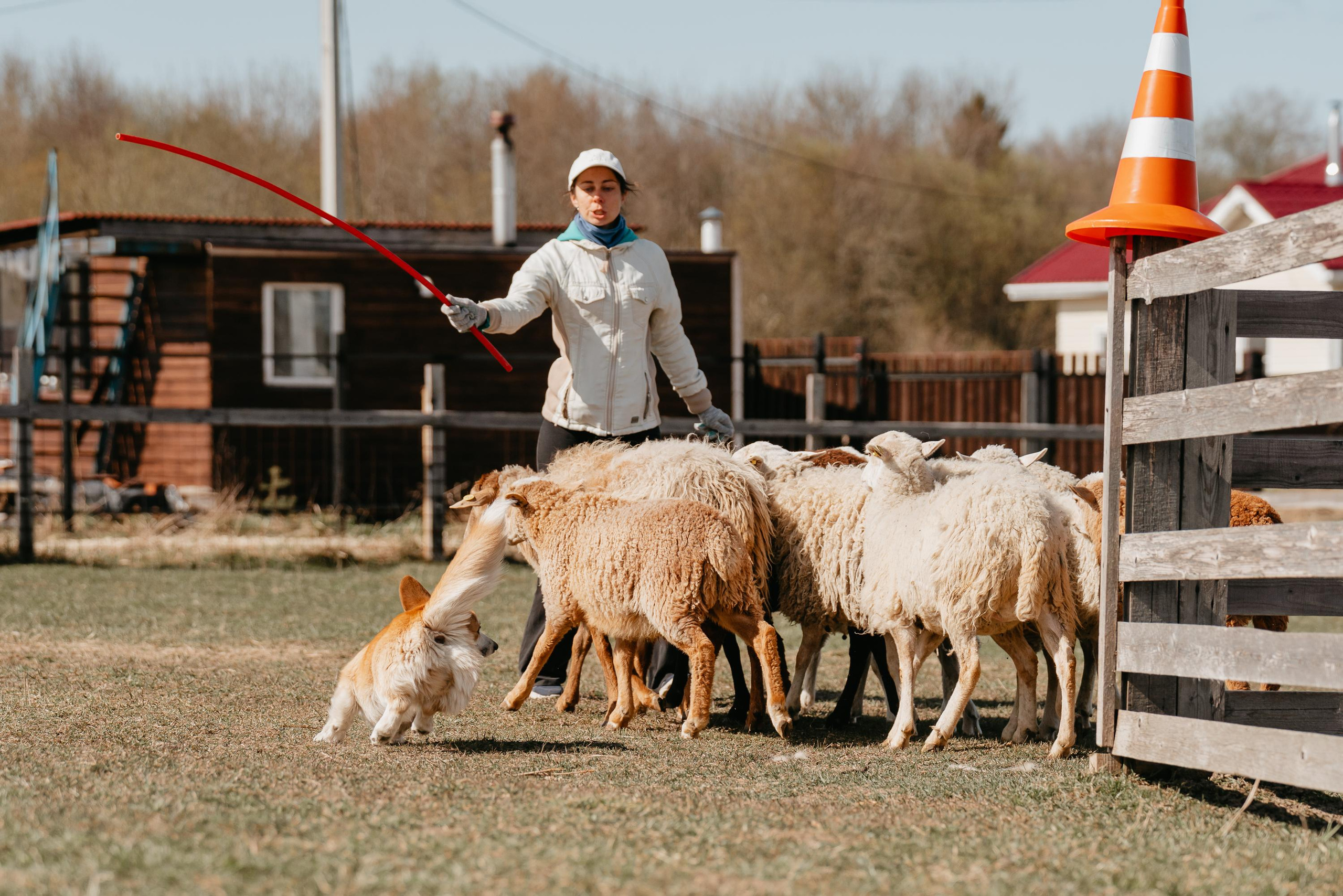 Пастушья служба. Фотограф анималист Осипчикова Мария