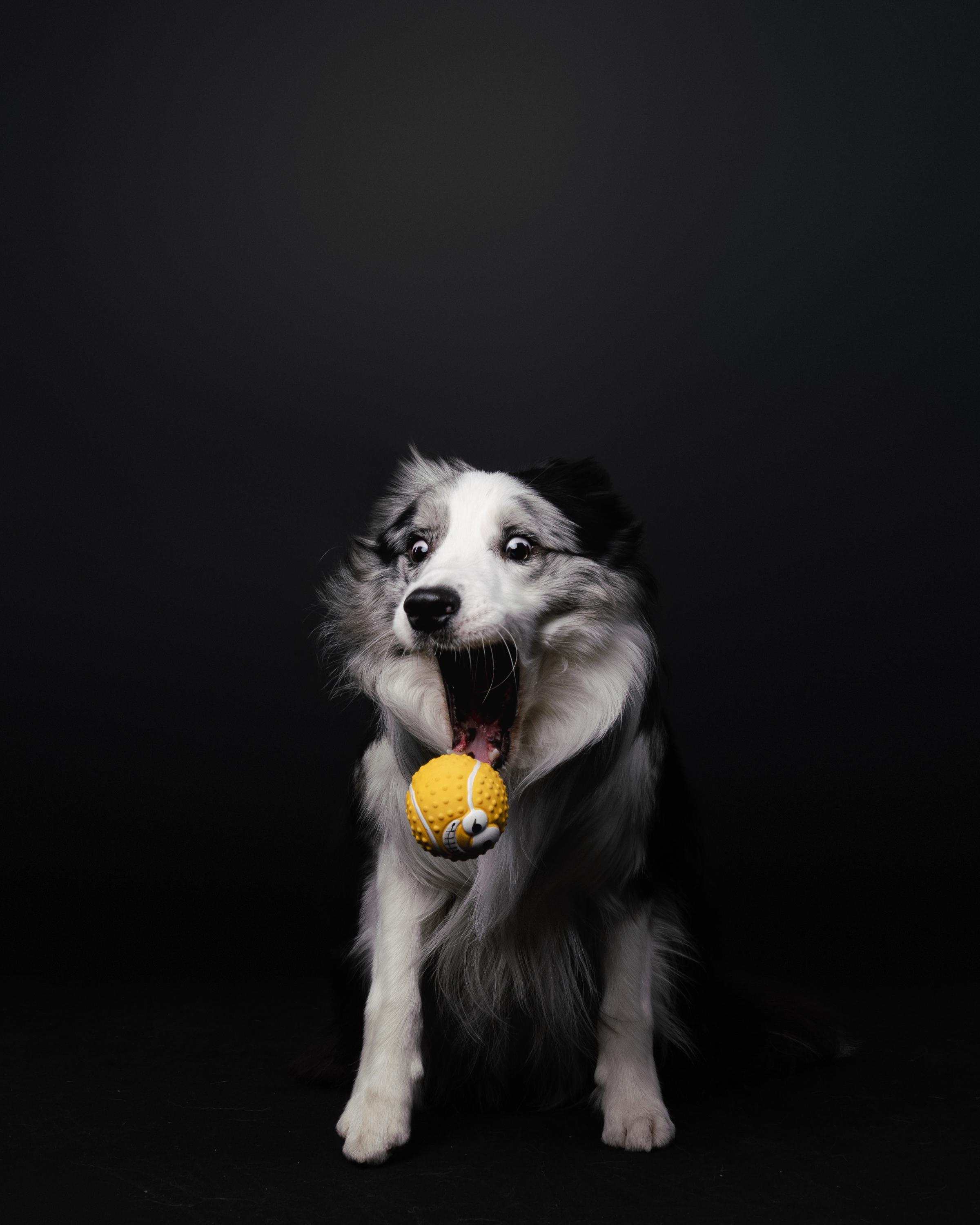 Аня и Гуччи. Фотограф анималист Осипчикова Мария