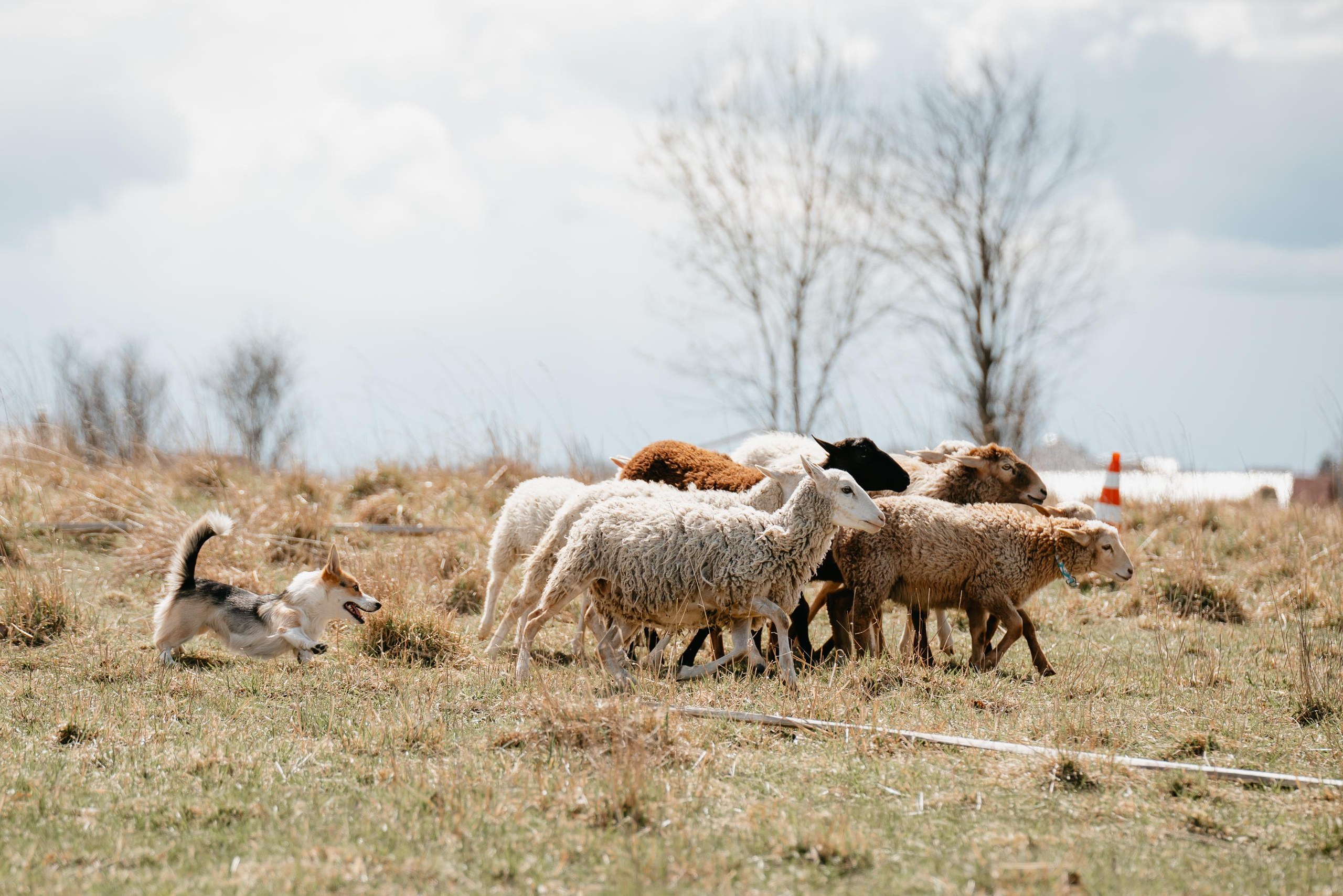Пастушья служба. Фотограф анималист Осипчикова Мария